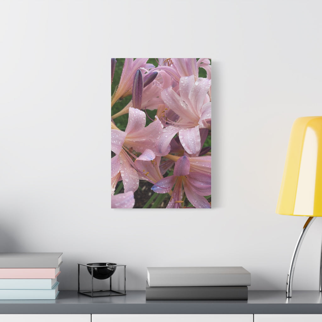 Pink Rain Lily Canvas Print — Matte Stretched Wall Art