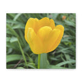 Yellow Tulip Canvas Print — Spring Floral Wall Art, Matte Stretched 1.25"