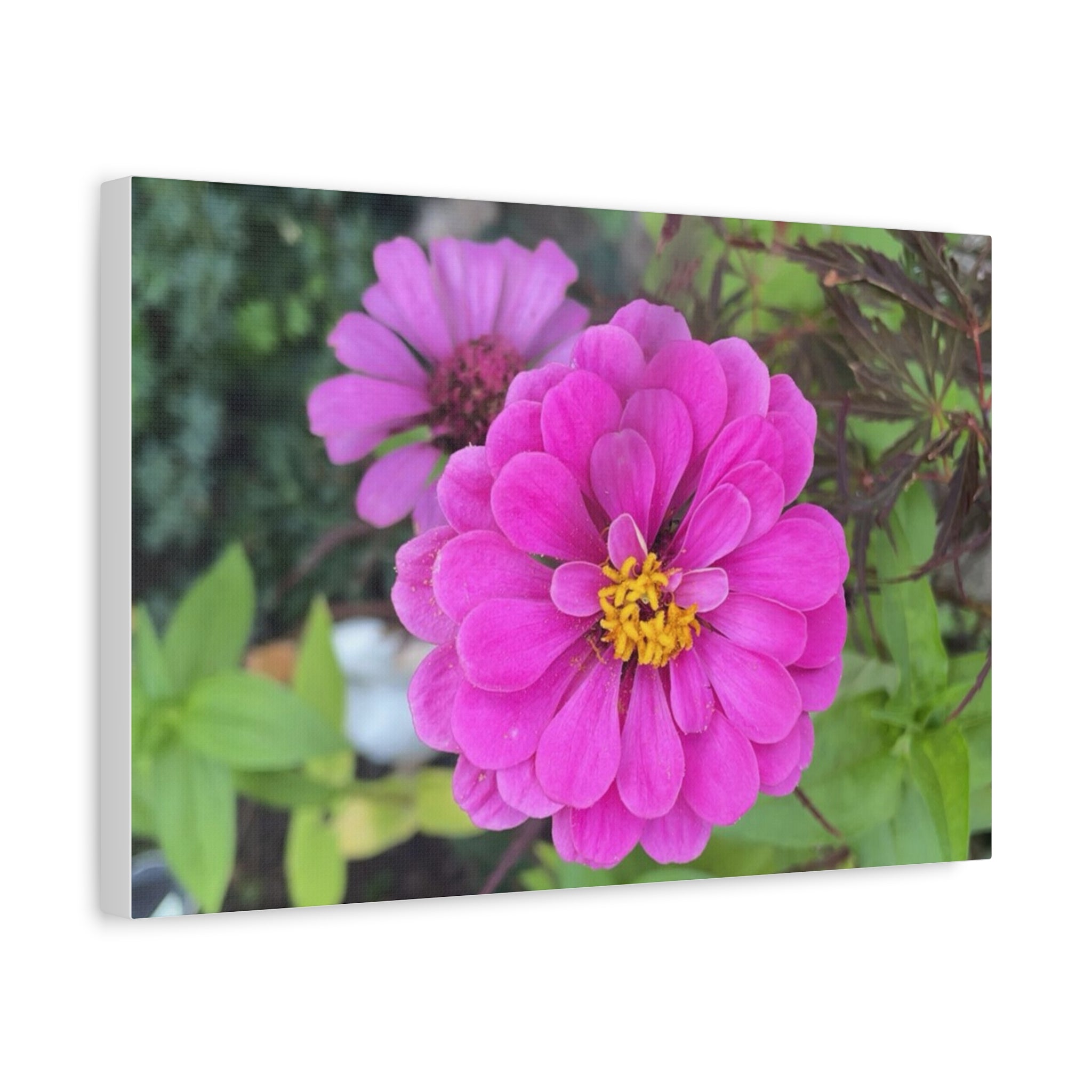 Pink Zinnia Floral Canvas Print — Matte Stretched Wall Art