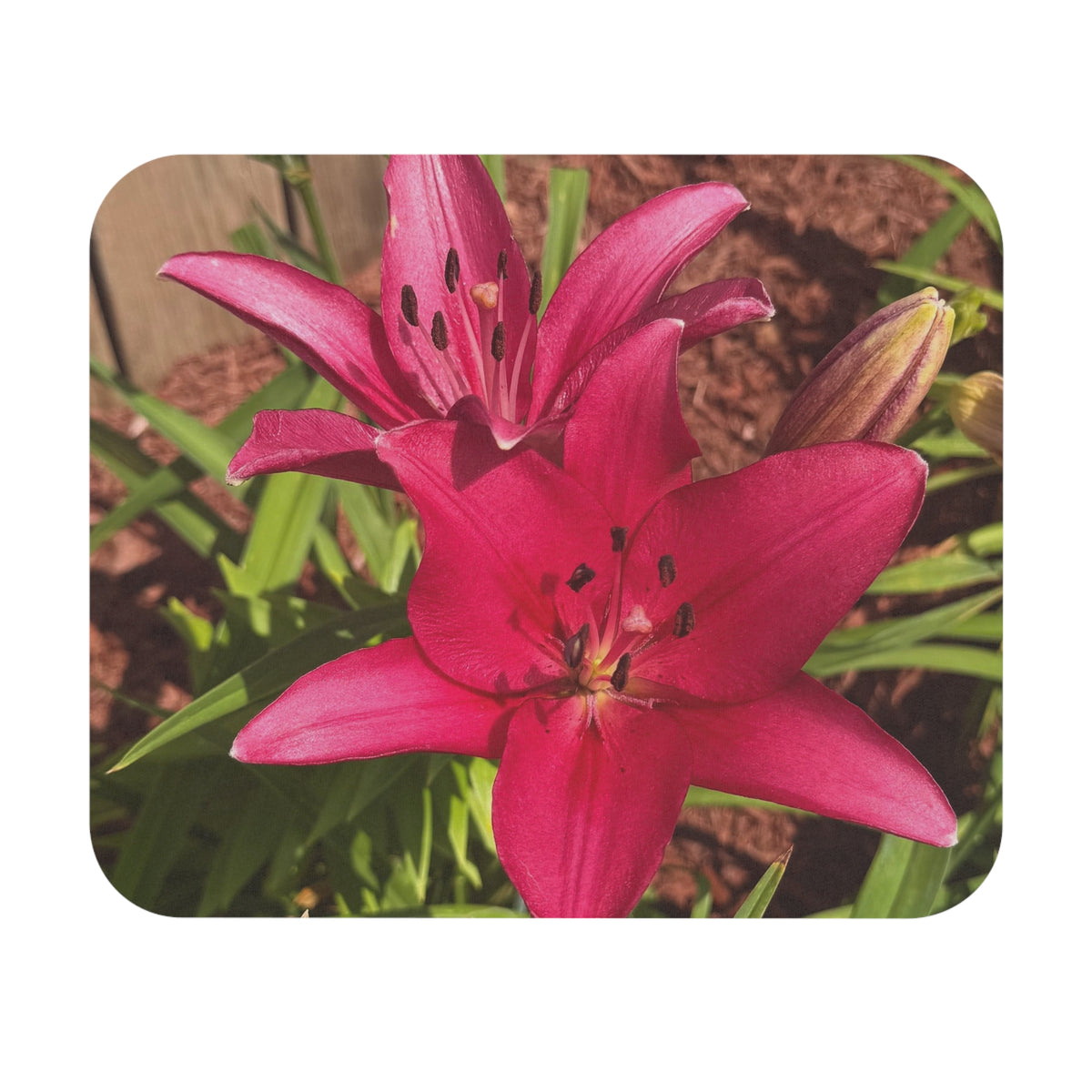 Pink Asiatic Lily Mouse Pad
