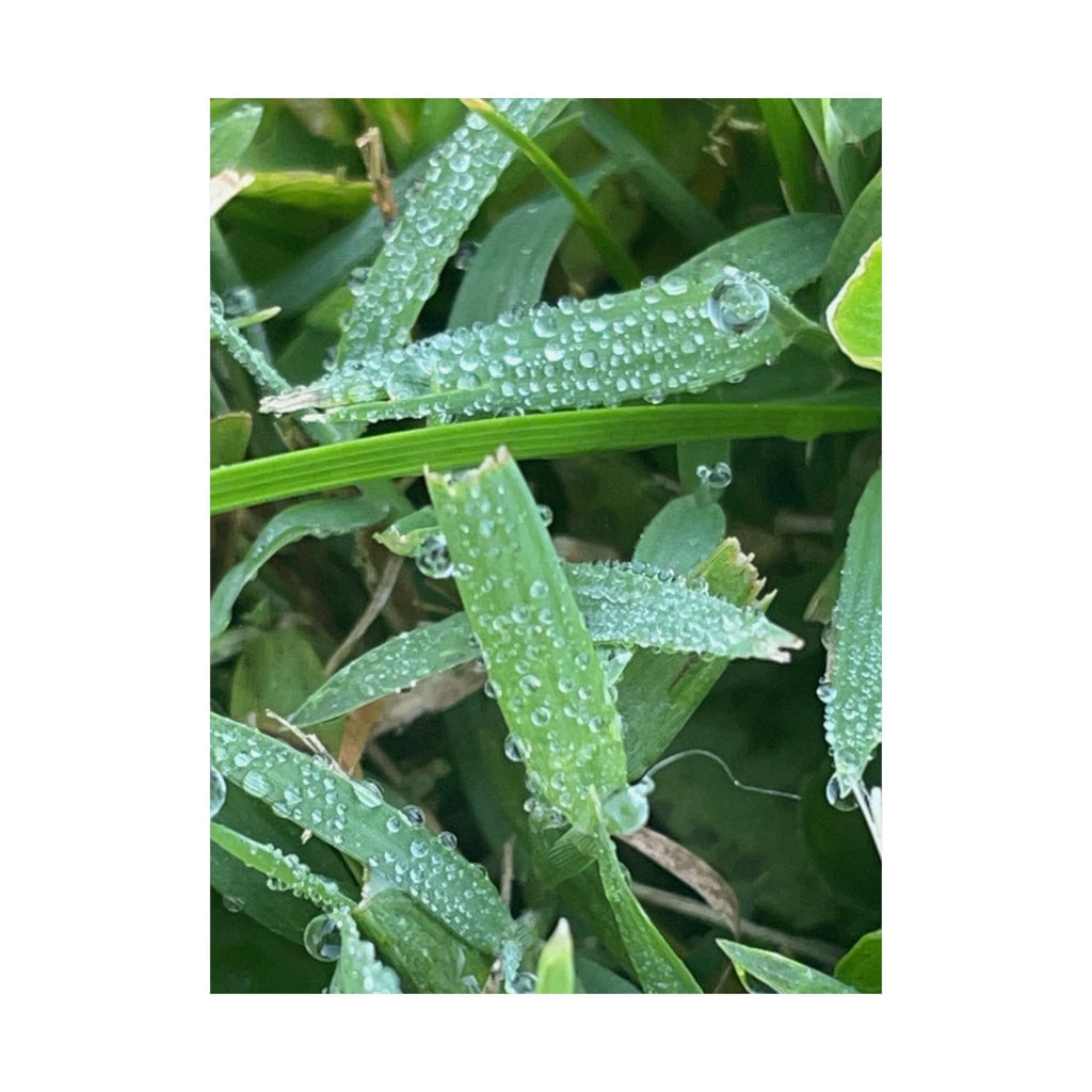 Dewy Grass Matte Poster — Vertical Nature Photography Print