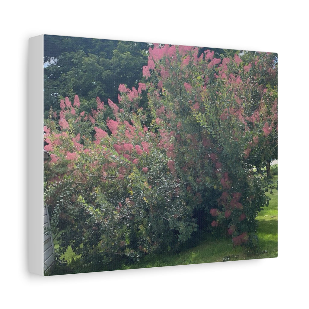 Smoke Bush Matte Canvas Print — Stretched 1.25" Wall Art