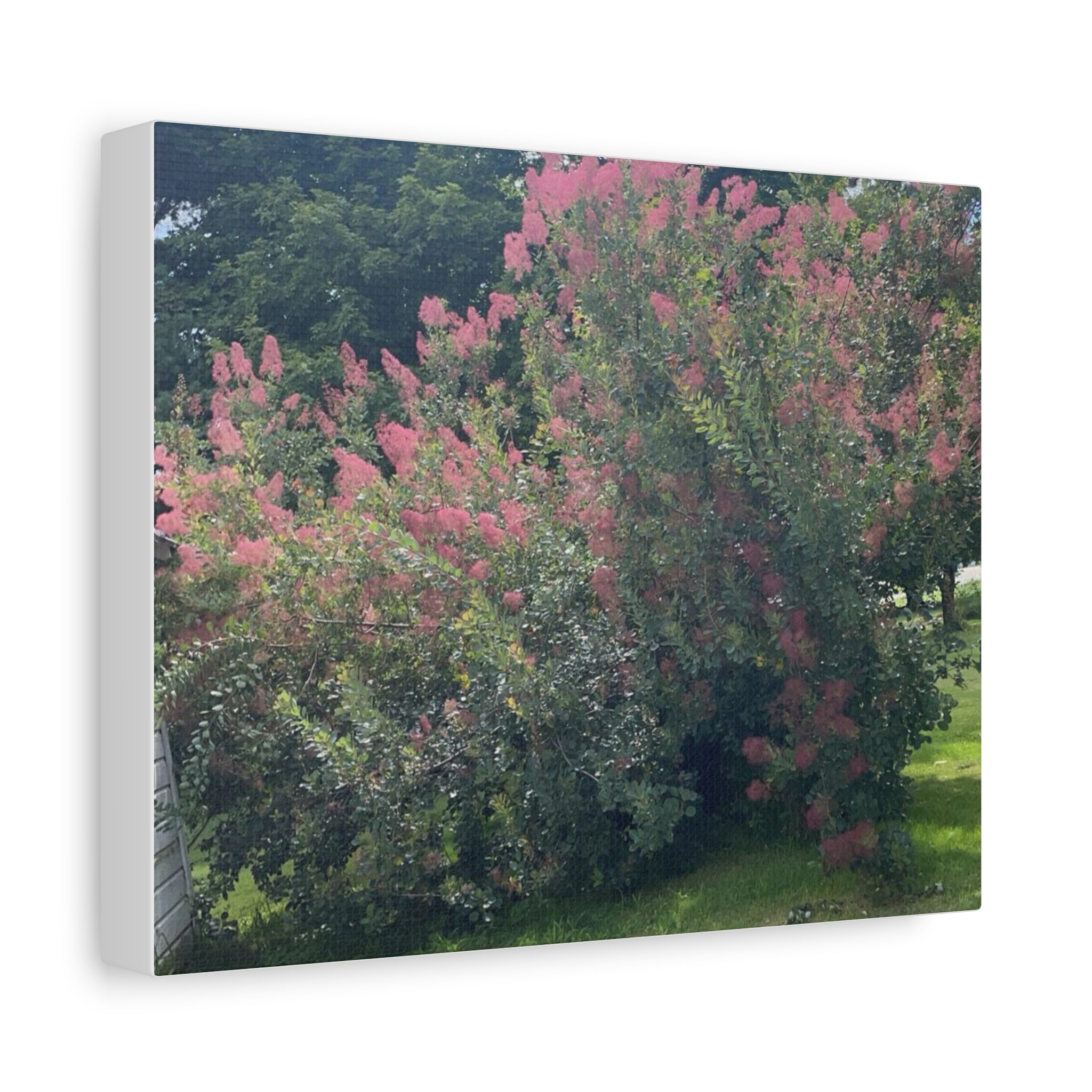 Smoke Bush Matte Canvas Print — Stretched 1.25" Wall Art