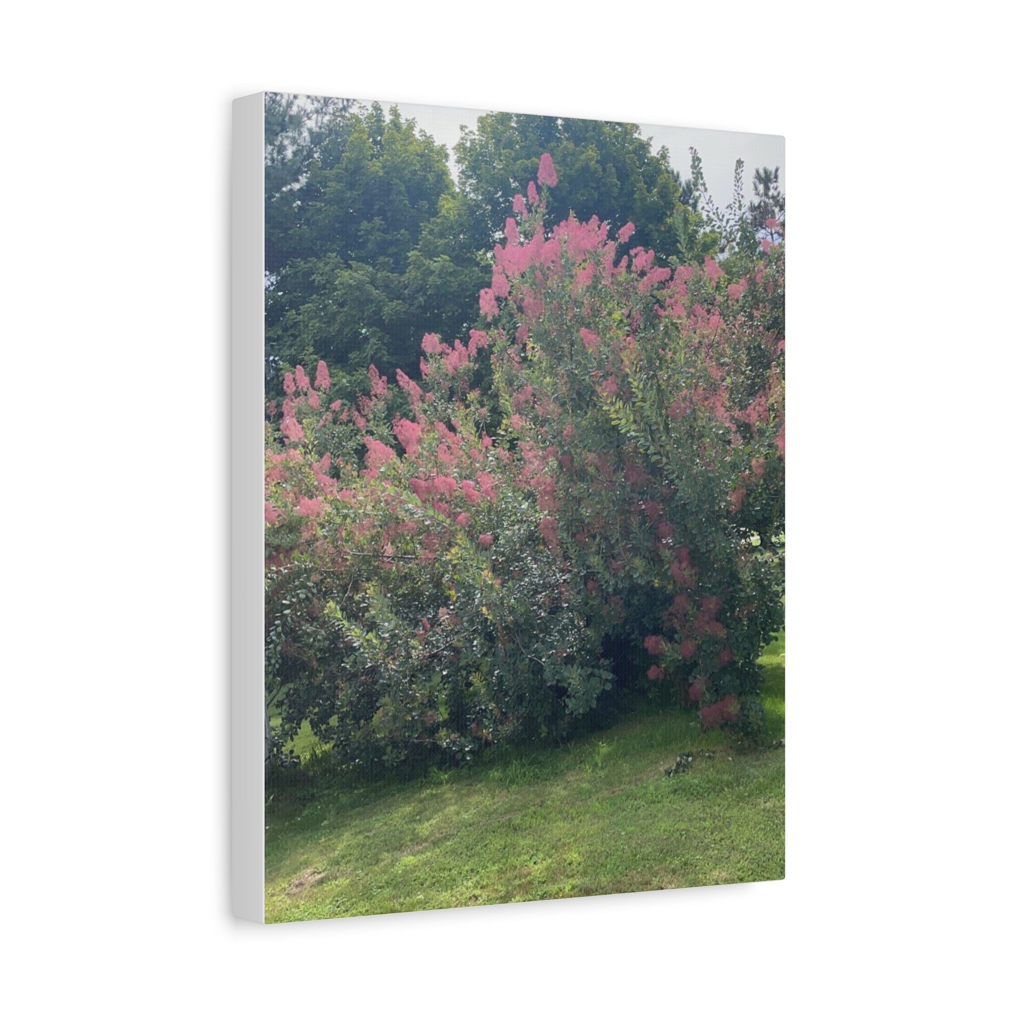 Smoke Bush Matte Canvas Print — Stretched 1.25" Wall Art