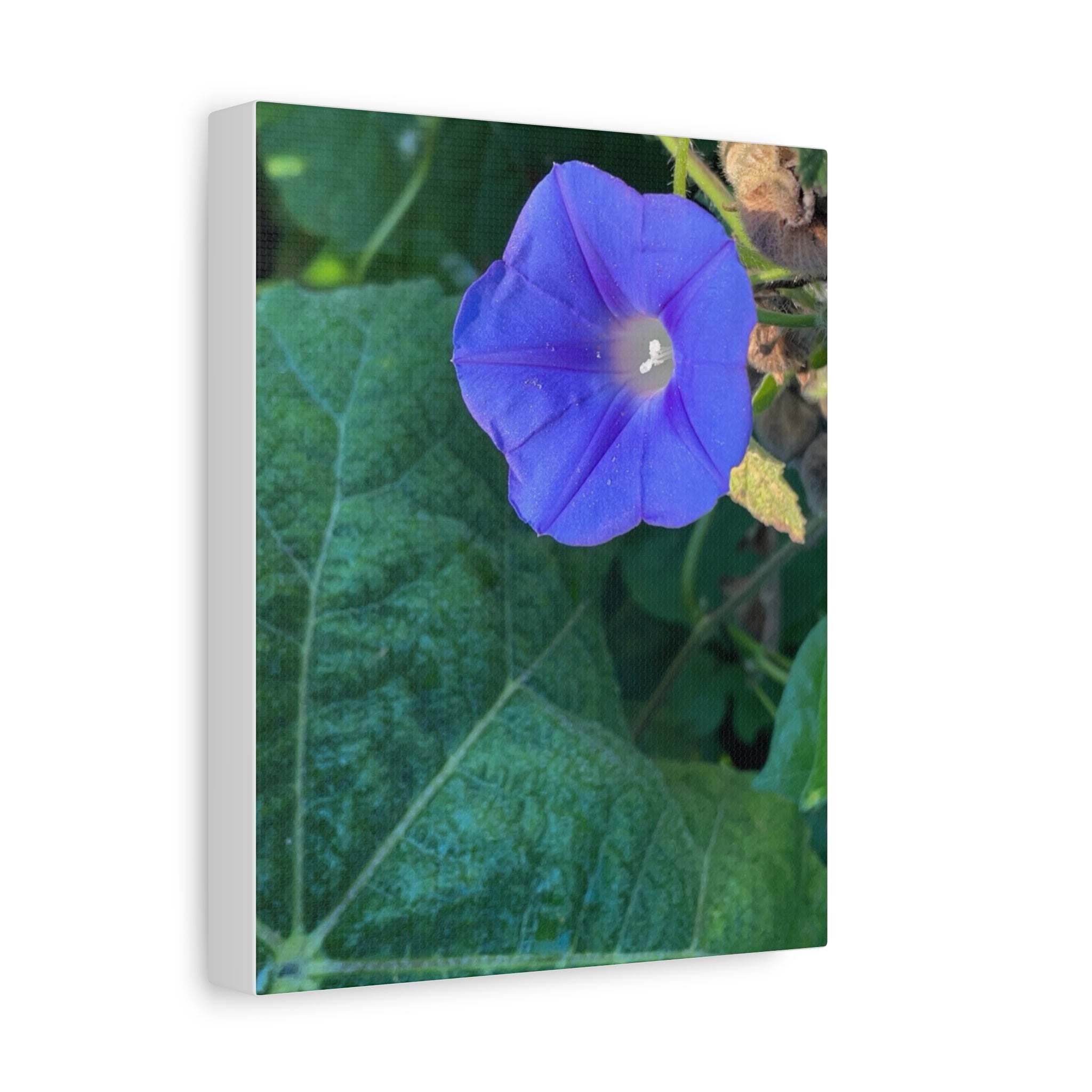 Morning Glory Canvas Wall Art — Vibrant Purple Flower Matte Stretched Canvas