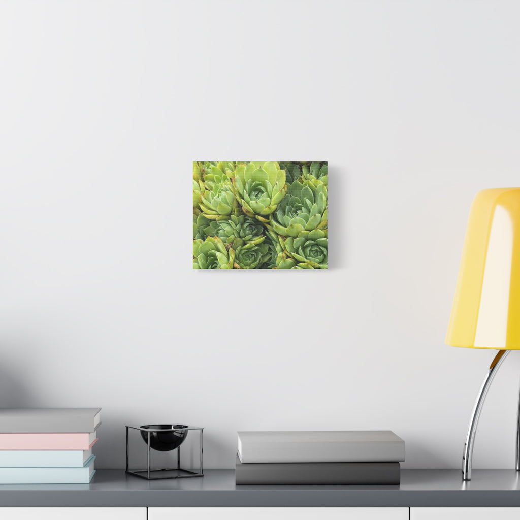 Succulent Wall Art Canvas – Green Succulent Garden Matte Stretched Print