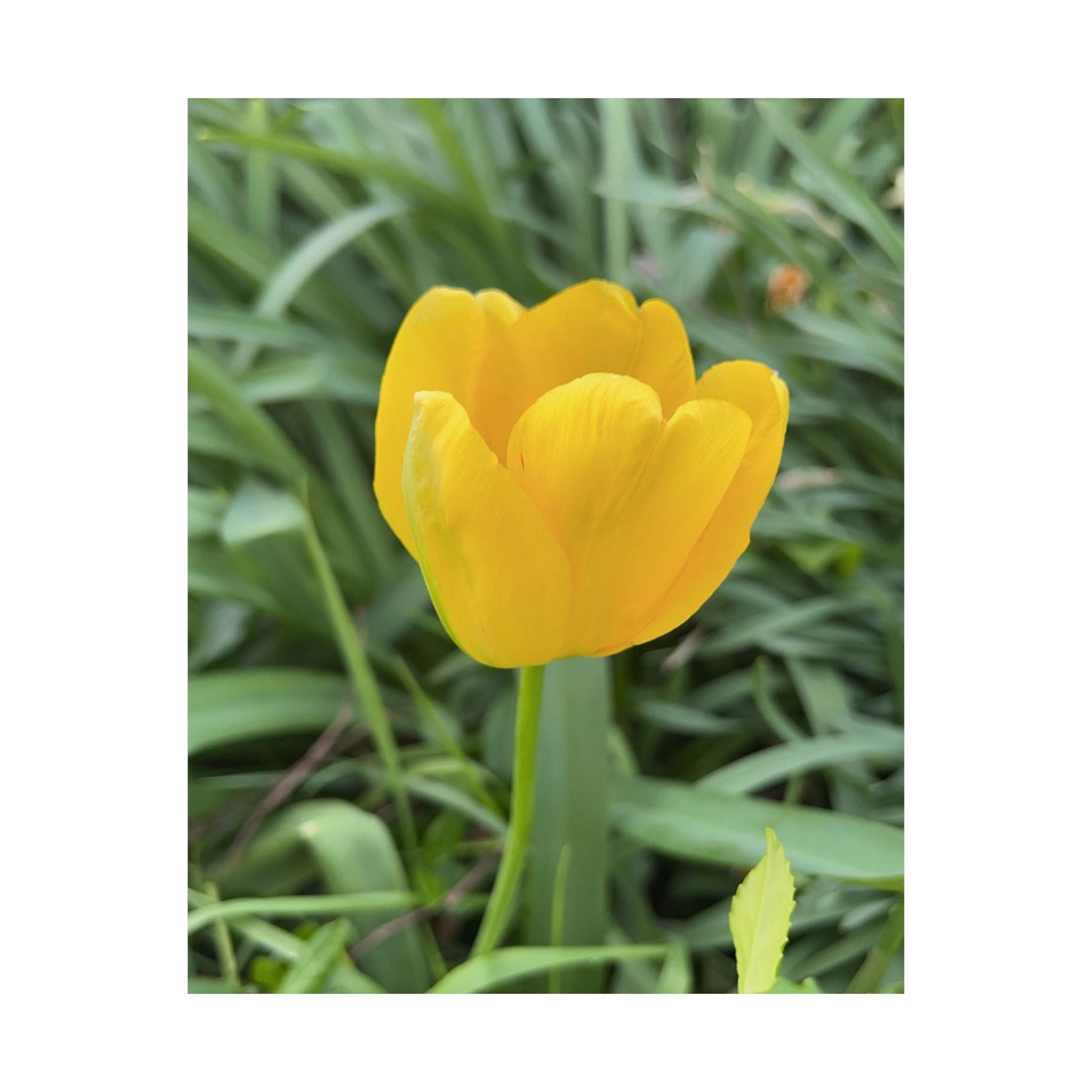 Yellow Tulip Matte Poster — Vertical Floral Wall Art