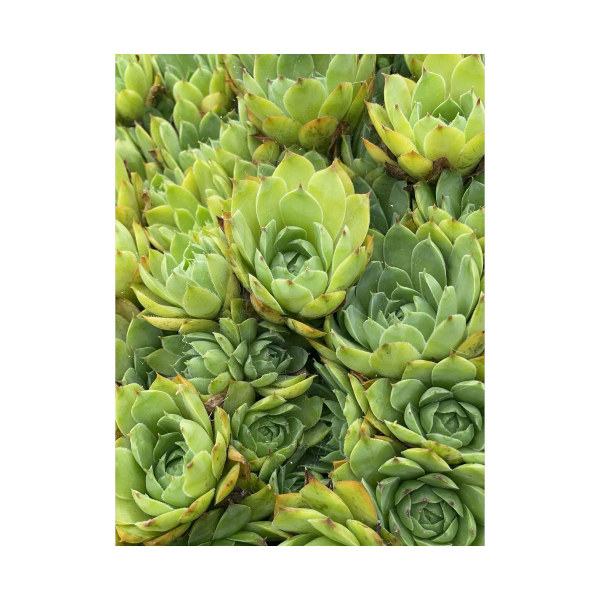 Succulent Garden Matte Poster — Green Botanical Vertical Wall Art