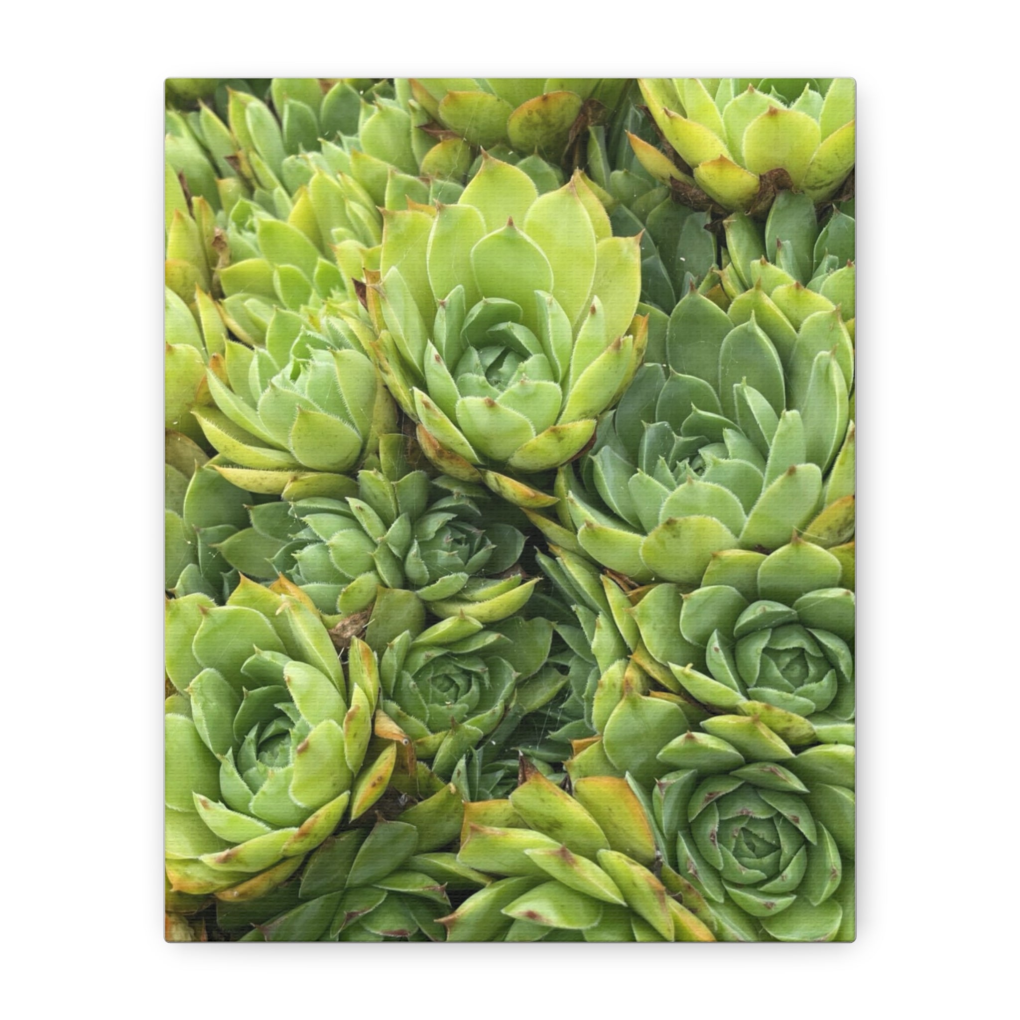 Succulent Wall Art Canvas – Green Succulent Garden Matte Stretched Print