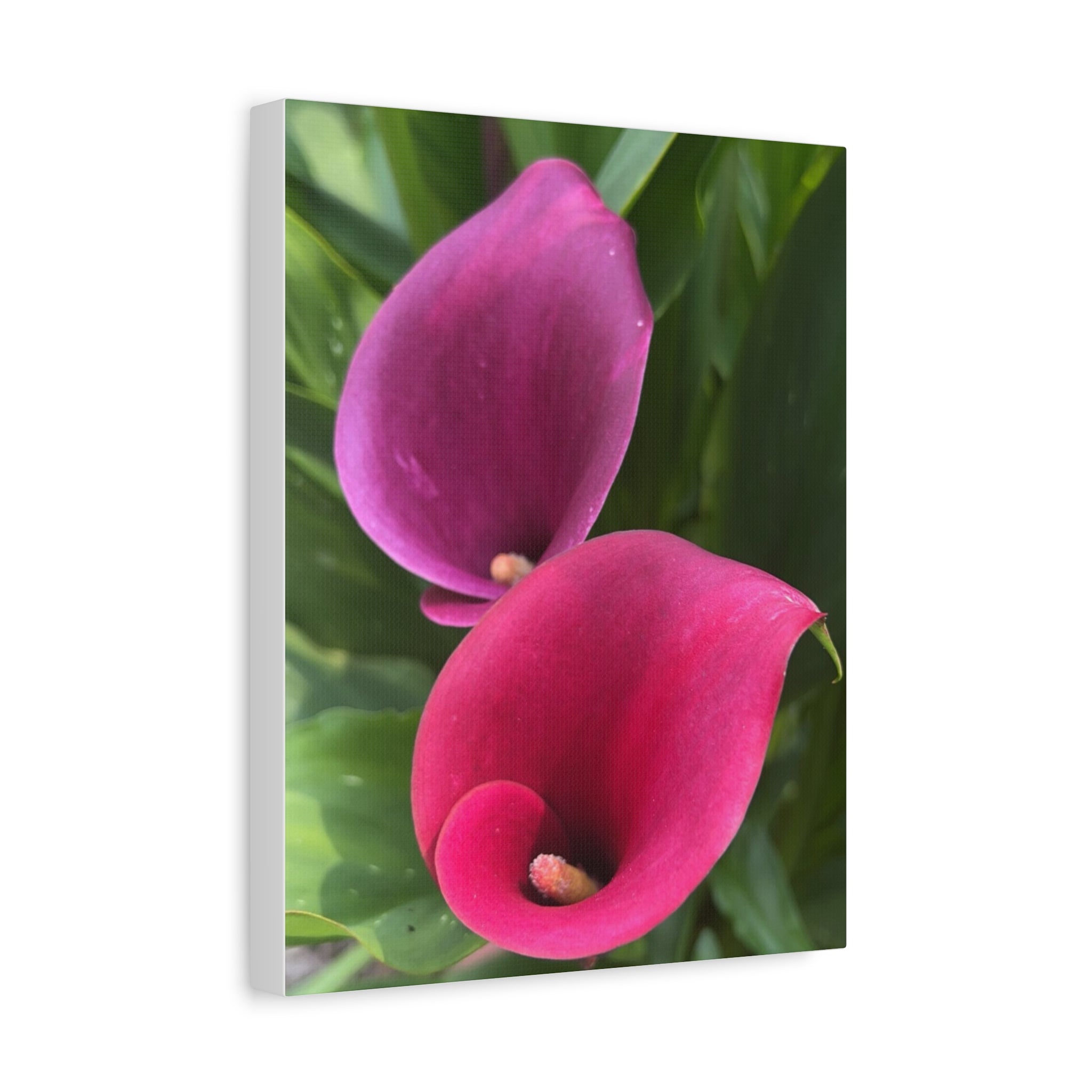 Two Pink Calla Lily Canvas Print — Matte Stretched Floral Wall Art