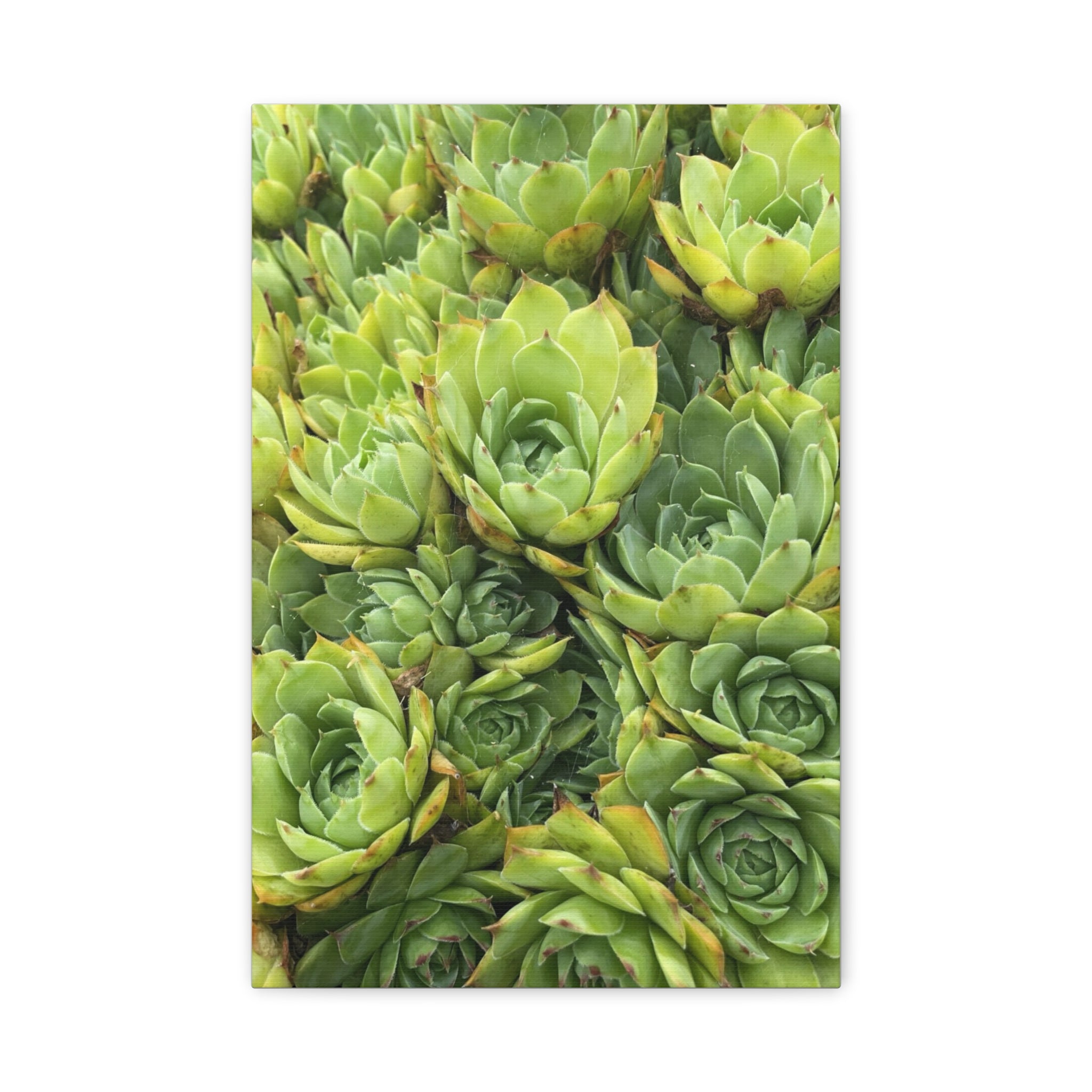 Succulent Wall Art Canvas – Green Succulent Garden Matte Stretched Print