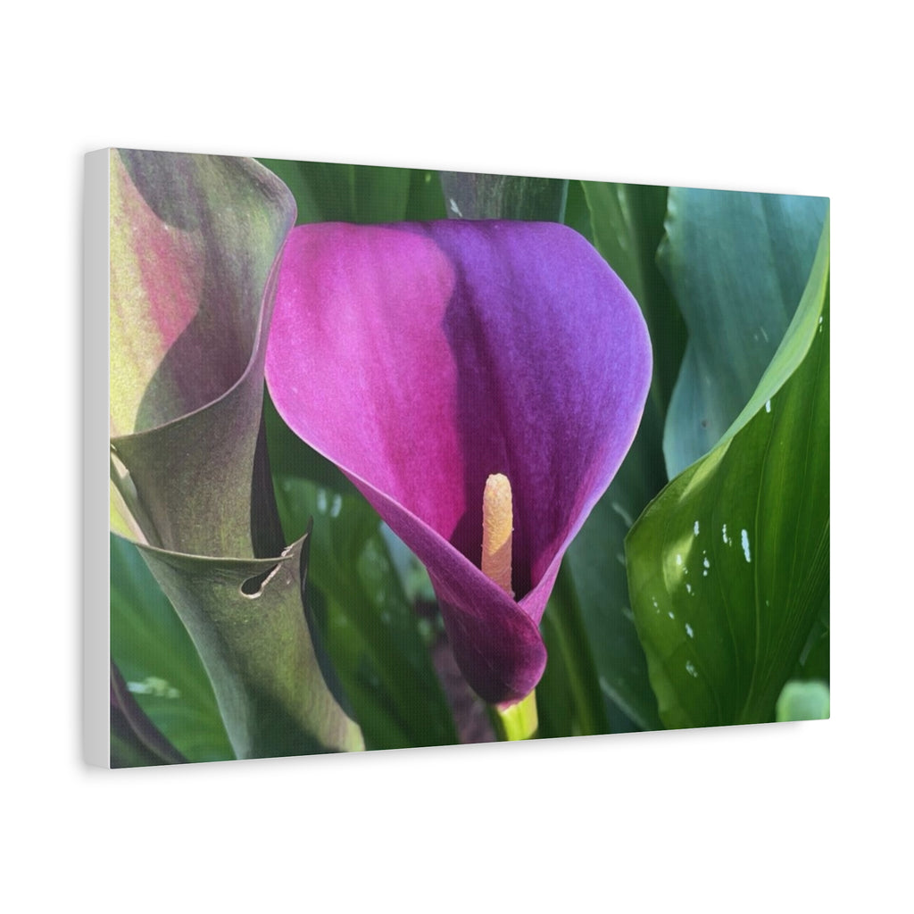 Purple Calla Lily Canvas Wall Art — Stretched Matte Floral Print