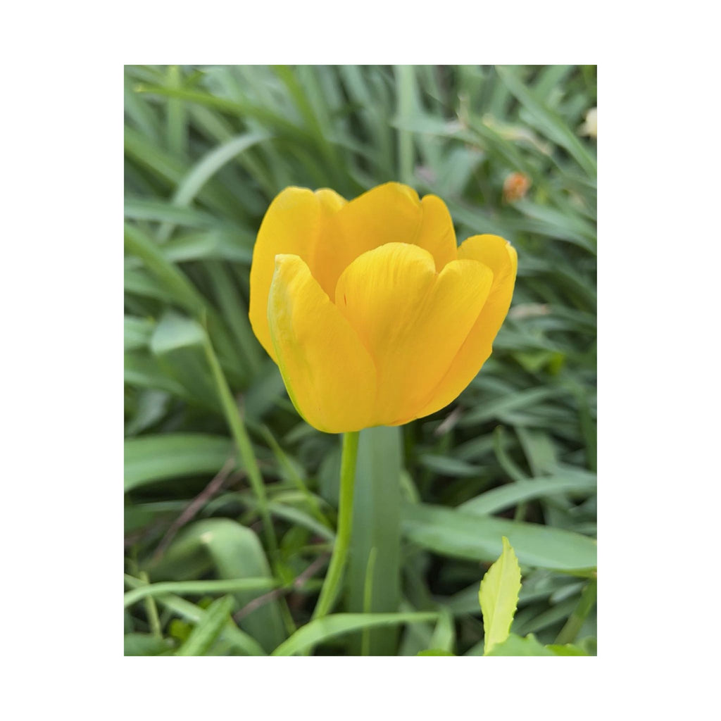 Yellow Tulip Matte Poster — Vertical Floral Wall Art