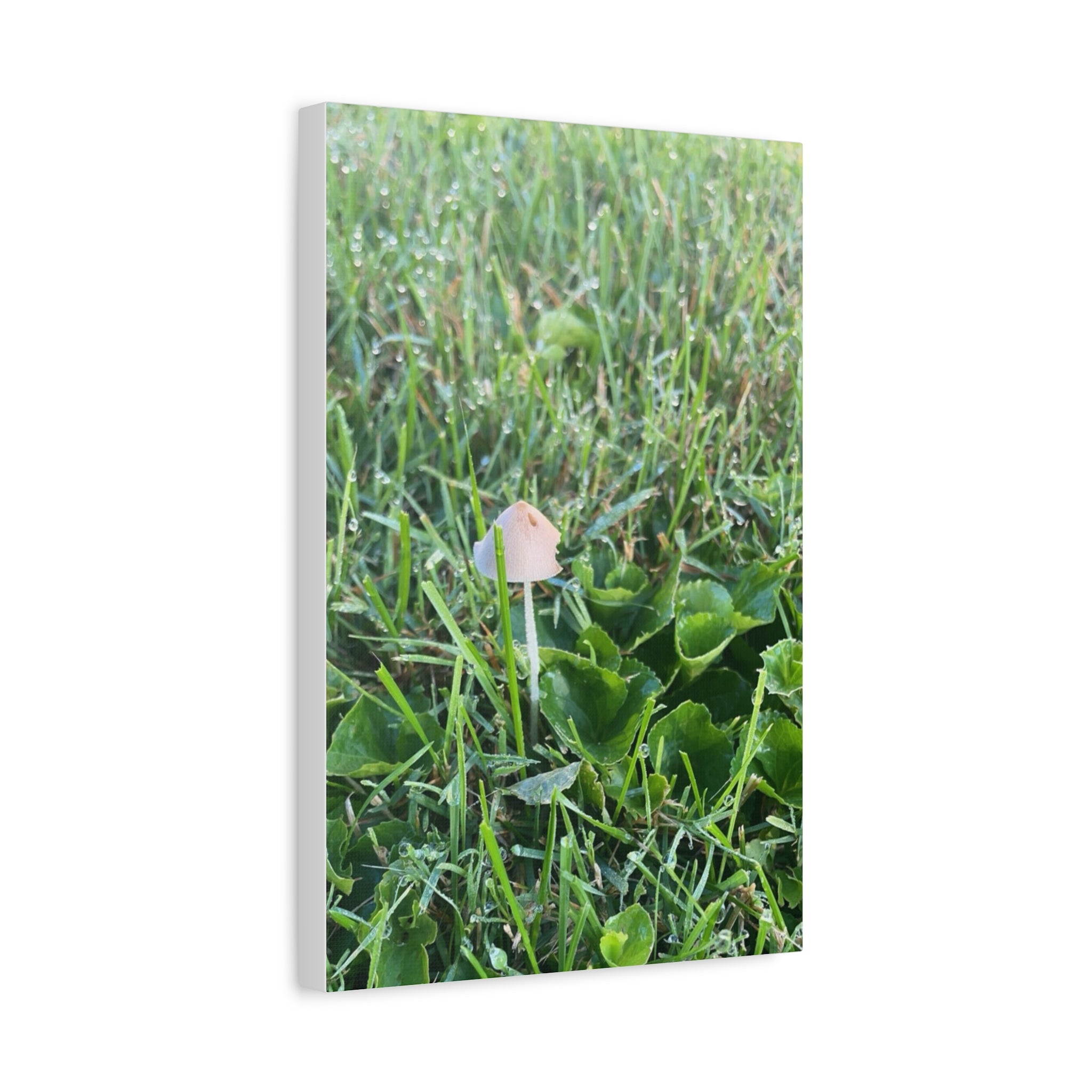 Mushroom in Grass Matte Canvas Wall Art – Nature Photography, Stretched 1.25"