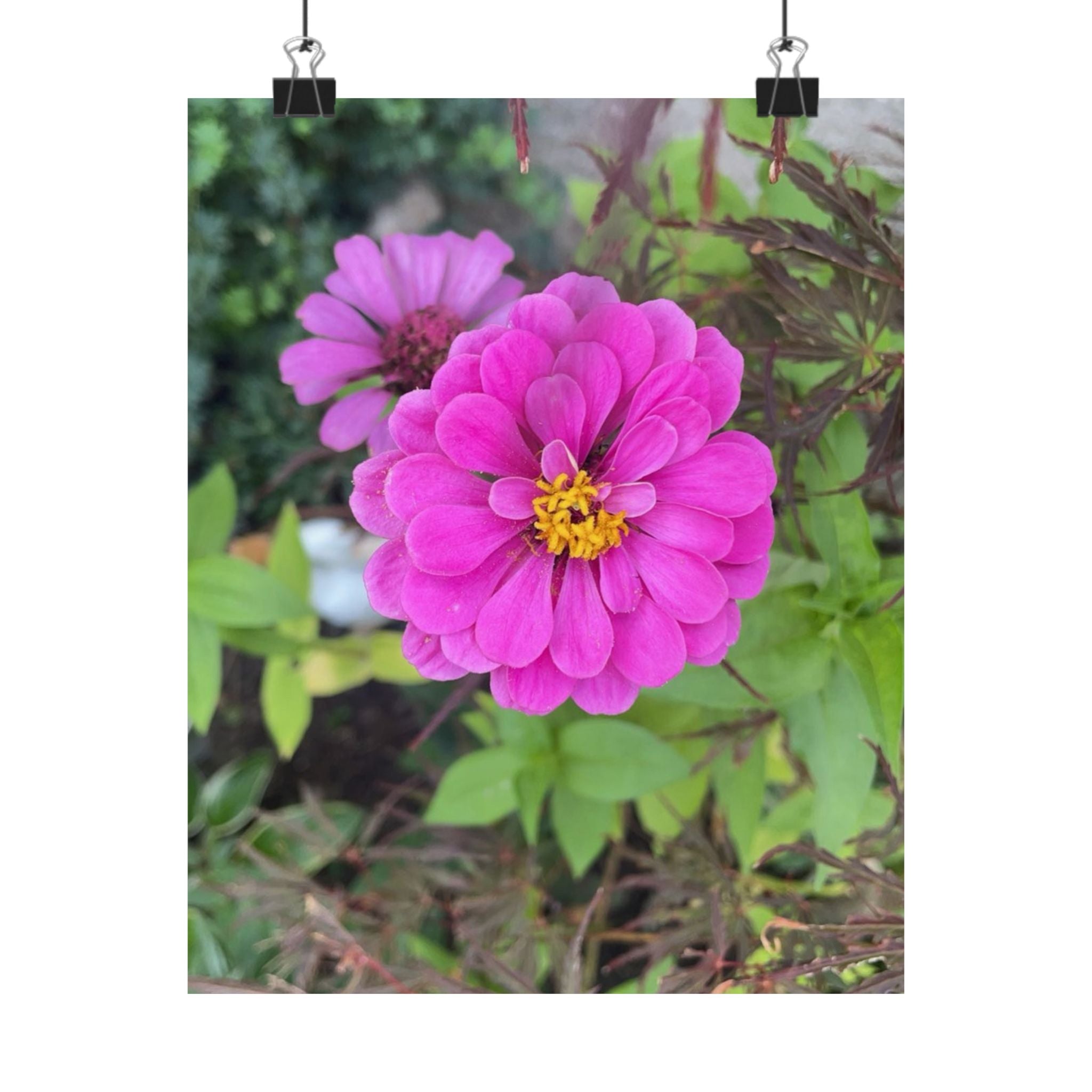 Pink Zinnia Floral Poster — Matte Vertical Flower Wall Art