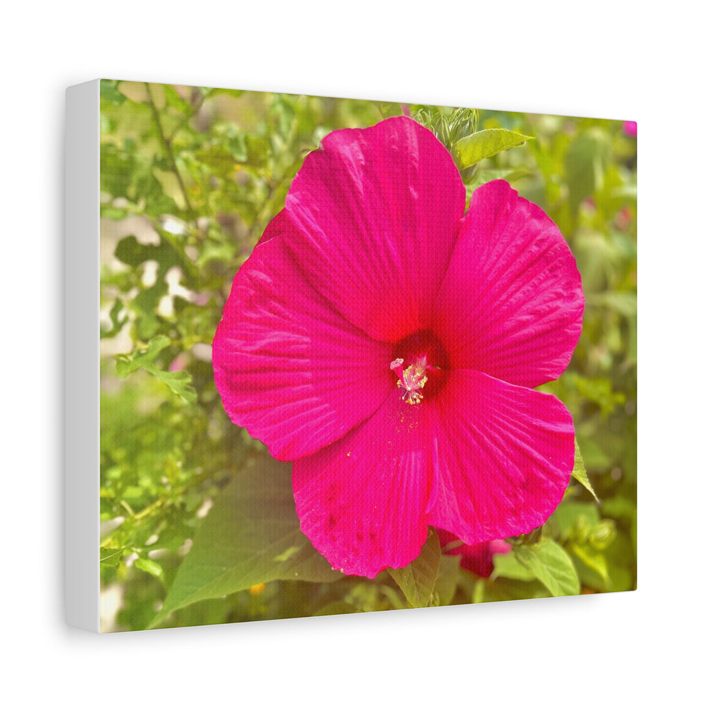 Pink Hibiscus Floral Canvas Print — Matte Stretched Wall Art