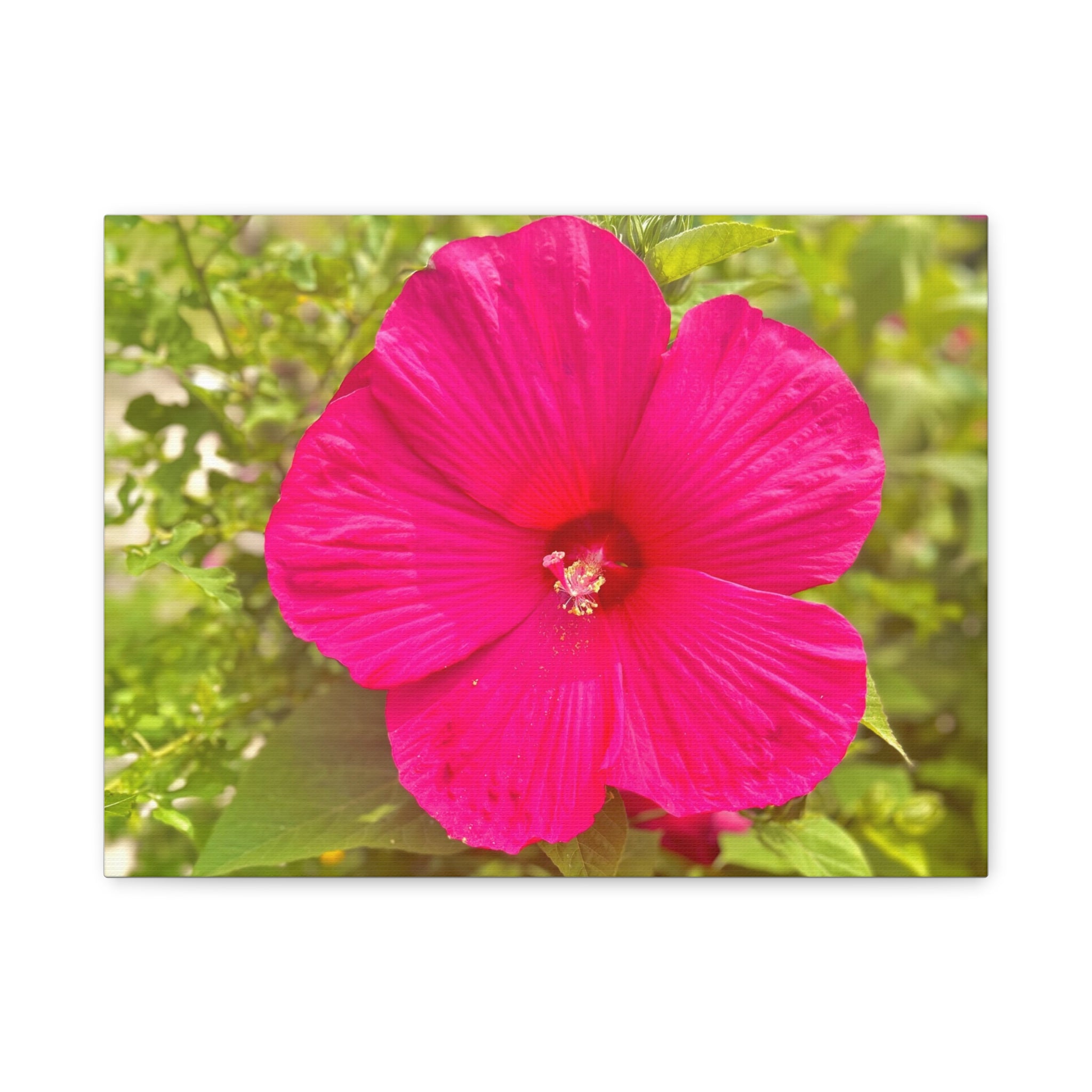 Pink Hibiscus Floral Canvas Print — Matte Stretched Wall Art