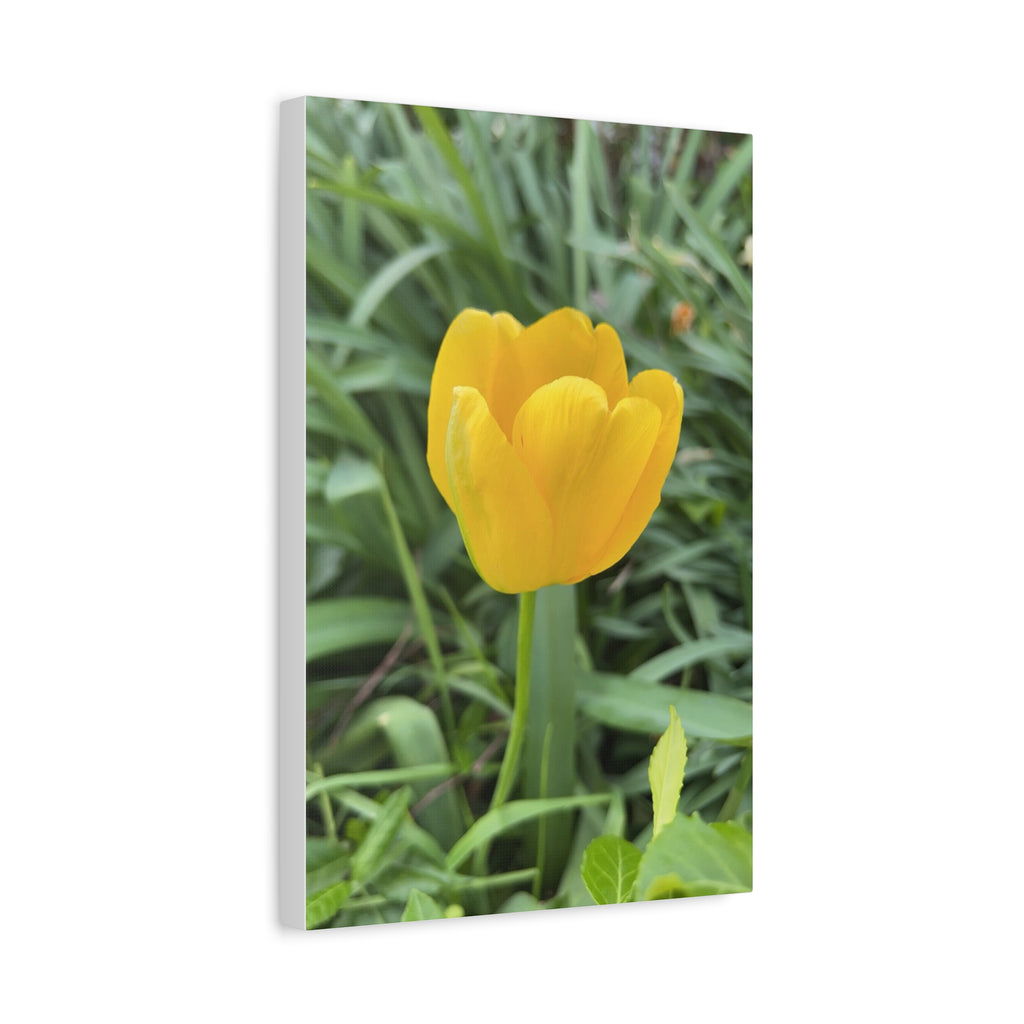 Yellow Tulip Canvas Print — Spring Floral Wall Art, Matte Stretched 1.25"