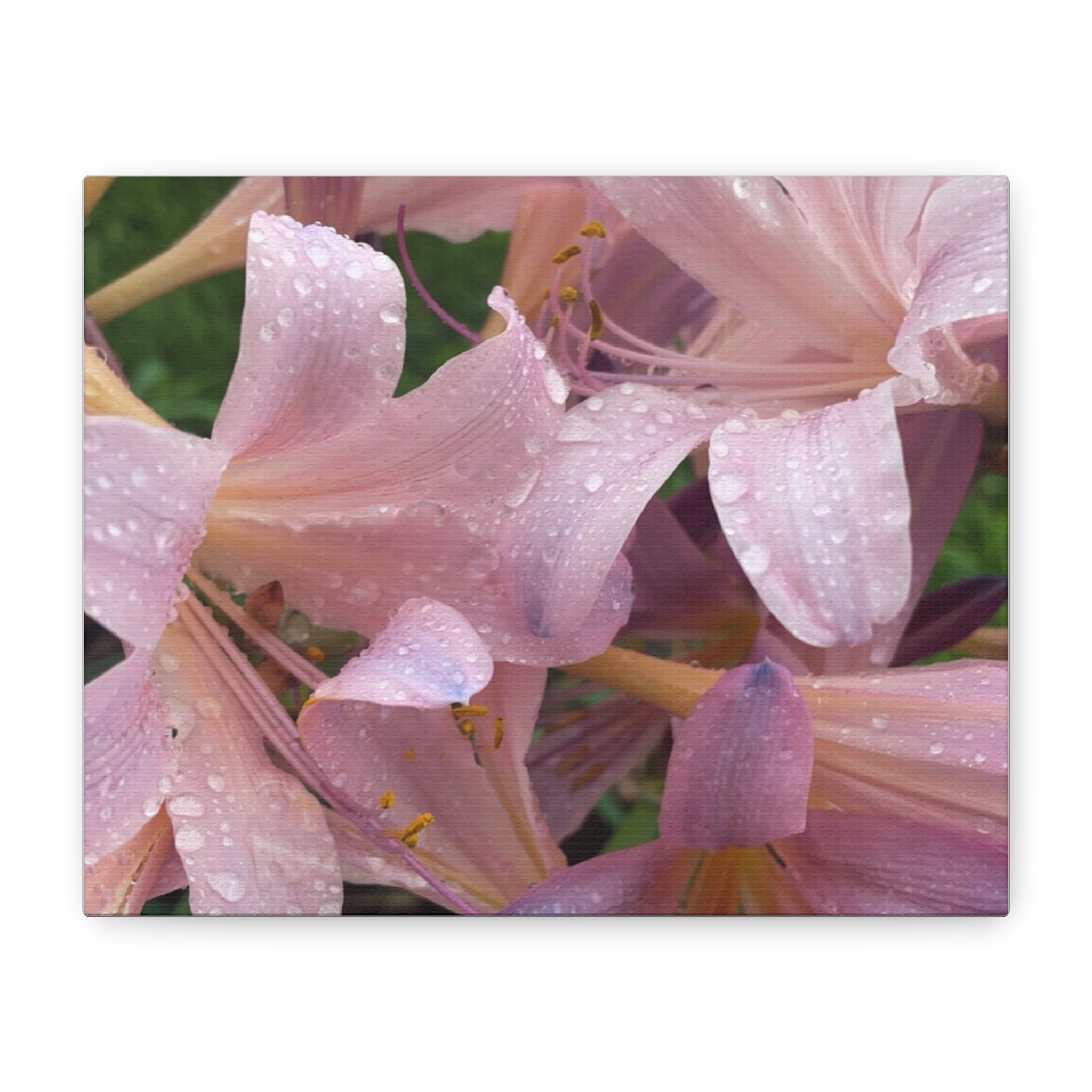 Pink Rain Lily Canvas Print — Matte Stretched Wall Art