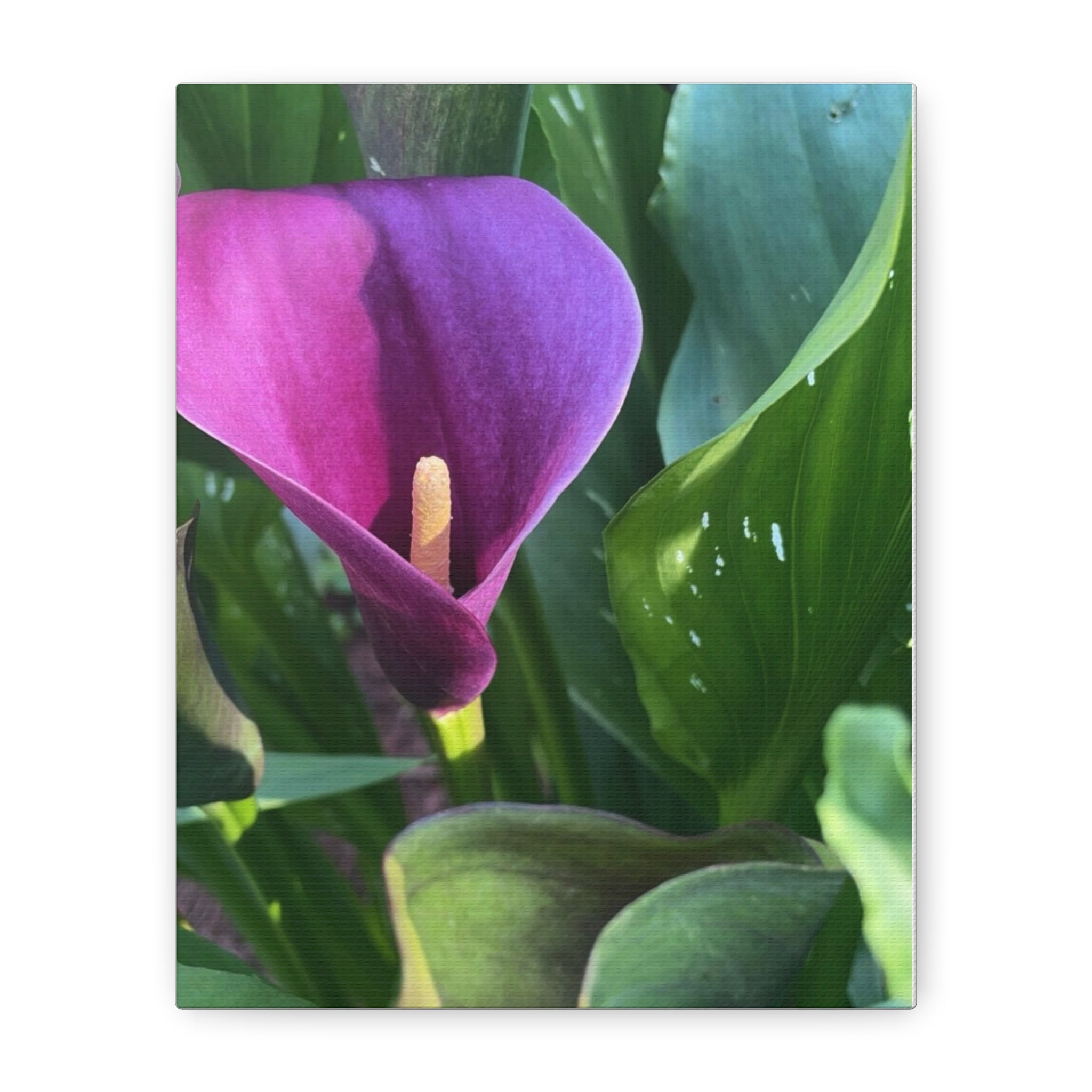 Purple Calla Lily Canvas Wall Art — Stretched Matte Floral Print
