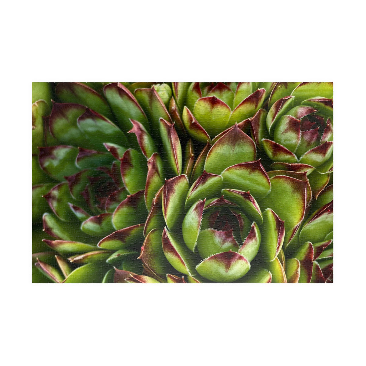 Succulent Garden Jigsaw Puzzle