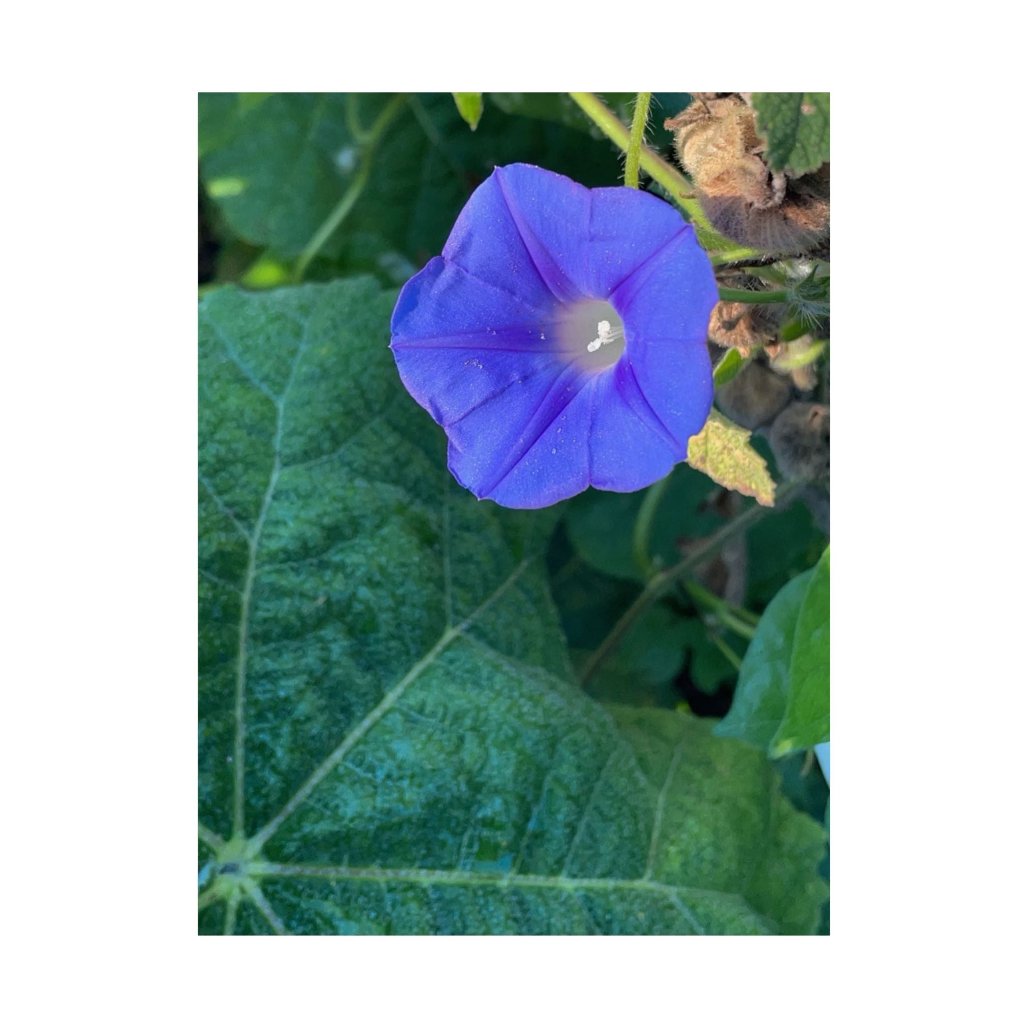 Morning Glory Floral Poster — Matte Vertical Botanical Wall Art