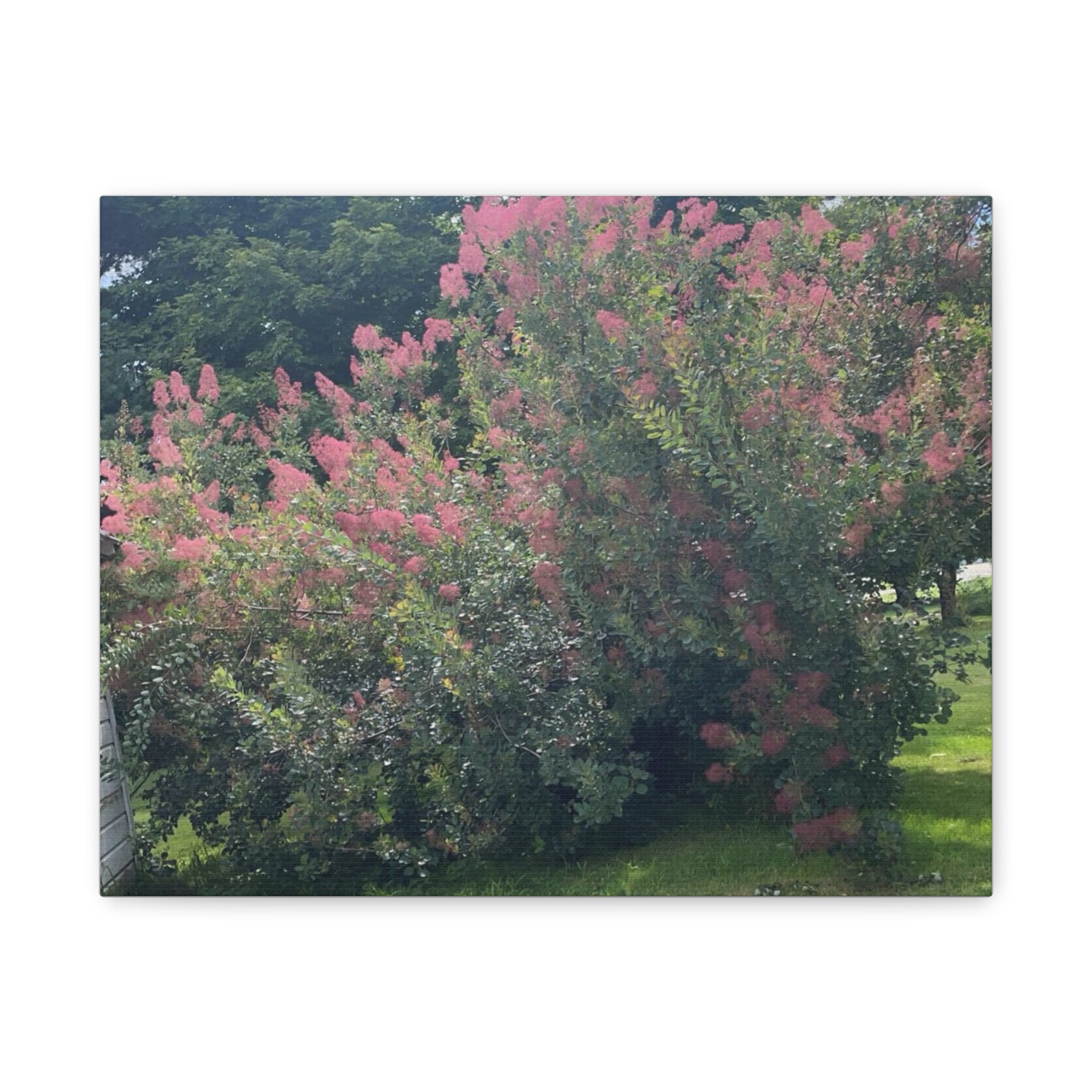 Smoke Bush Matte Canvas Print — Stretched 1.25" Wall Art