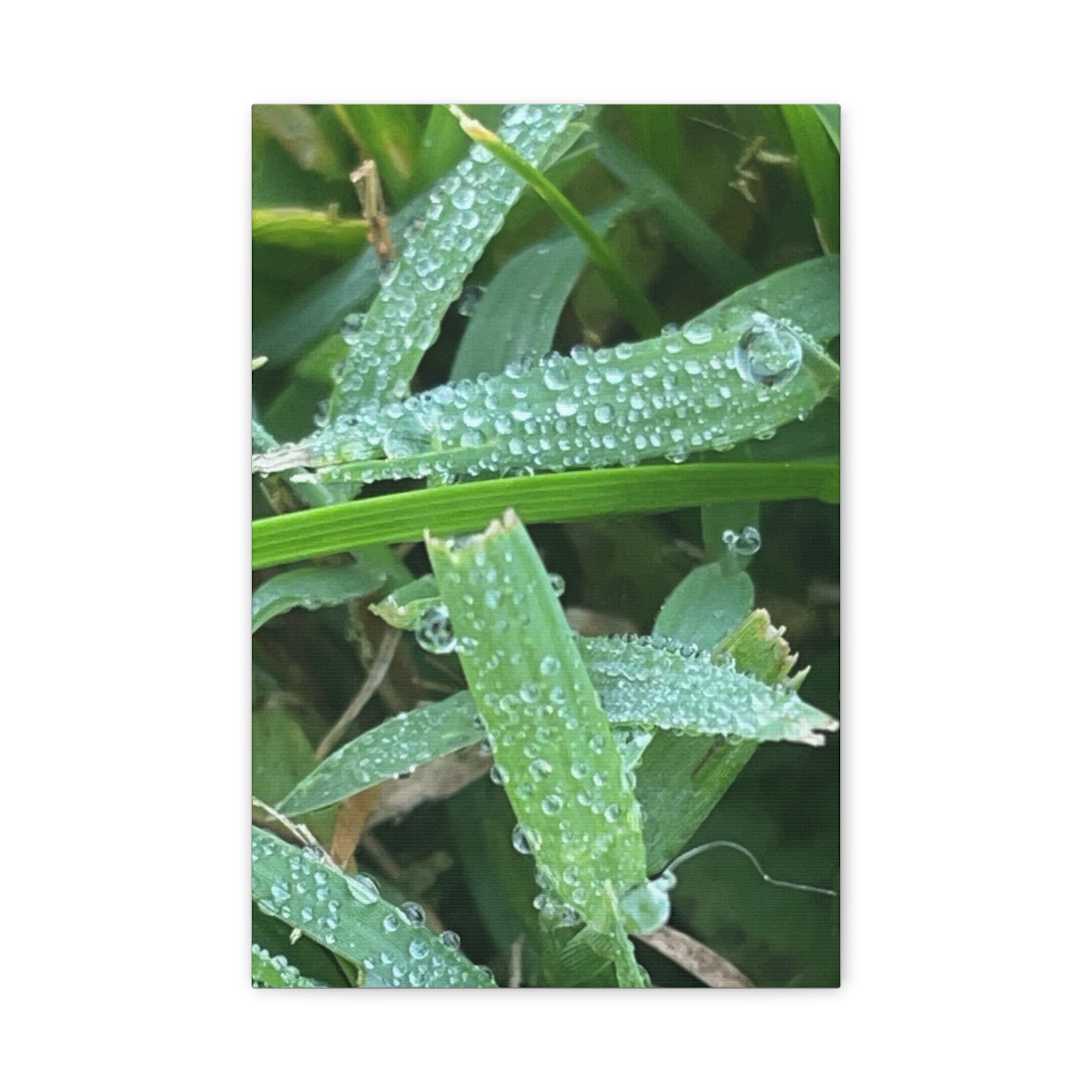 Dew-Kissed Grass Matte Canvas Wall Art