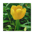Yellow Tulip Canvas Print