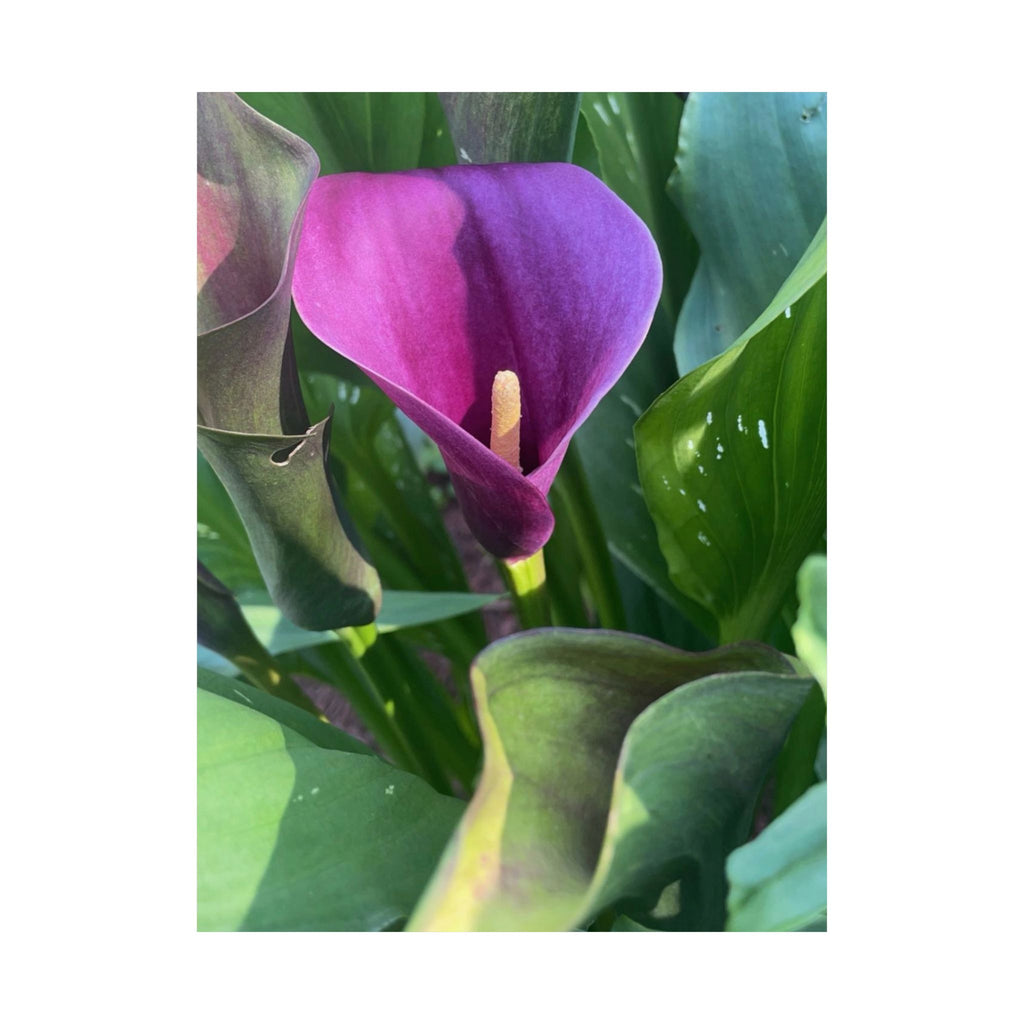 Purple Calla Lily Matte Poster — Botanical Wall Art Print
