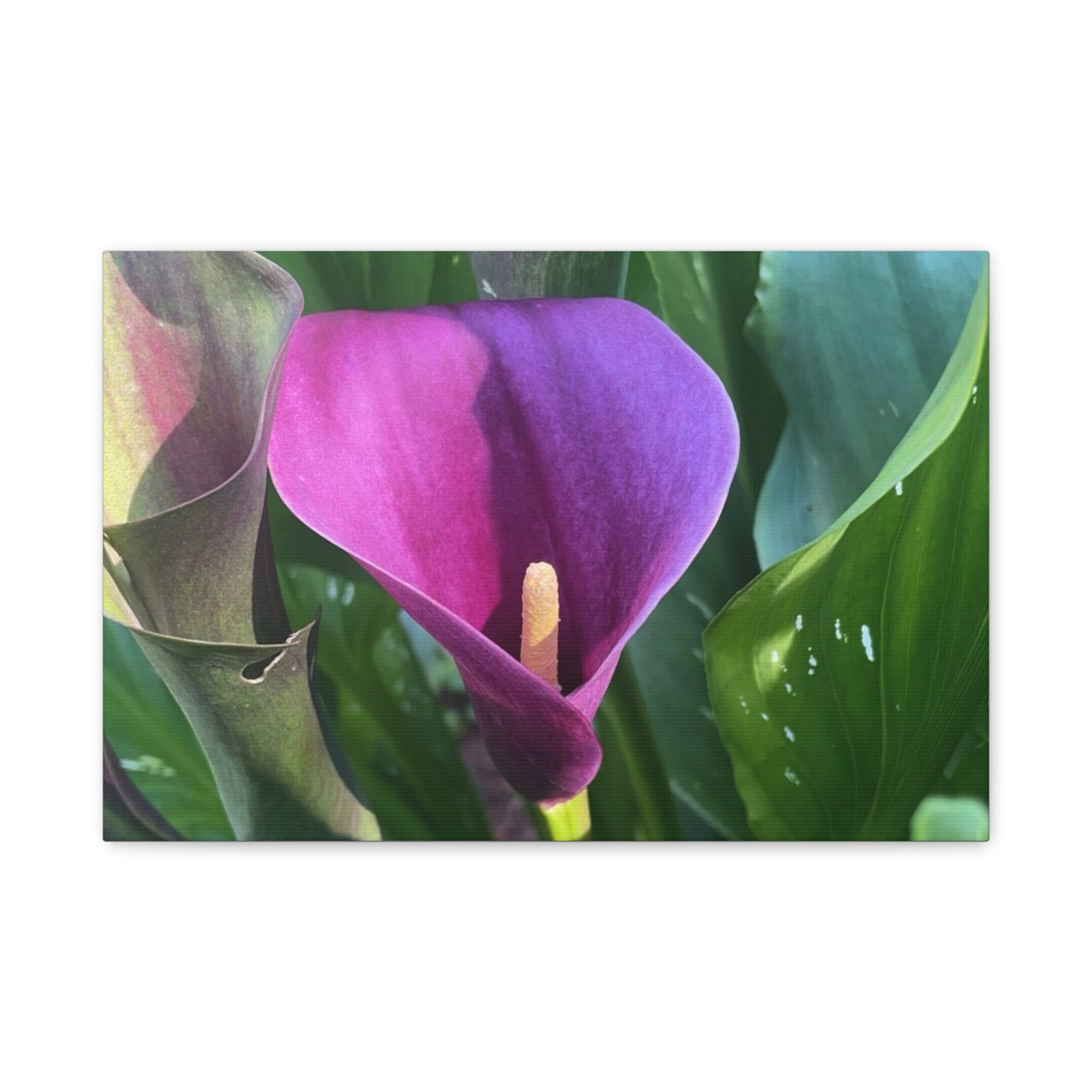 Purple Calla Lily Canvas Wall Art — Stretched Matte Floral Print