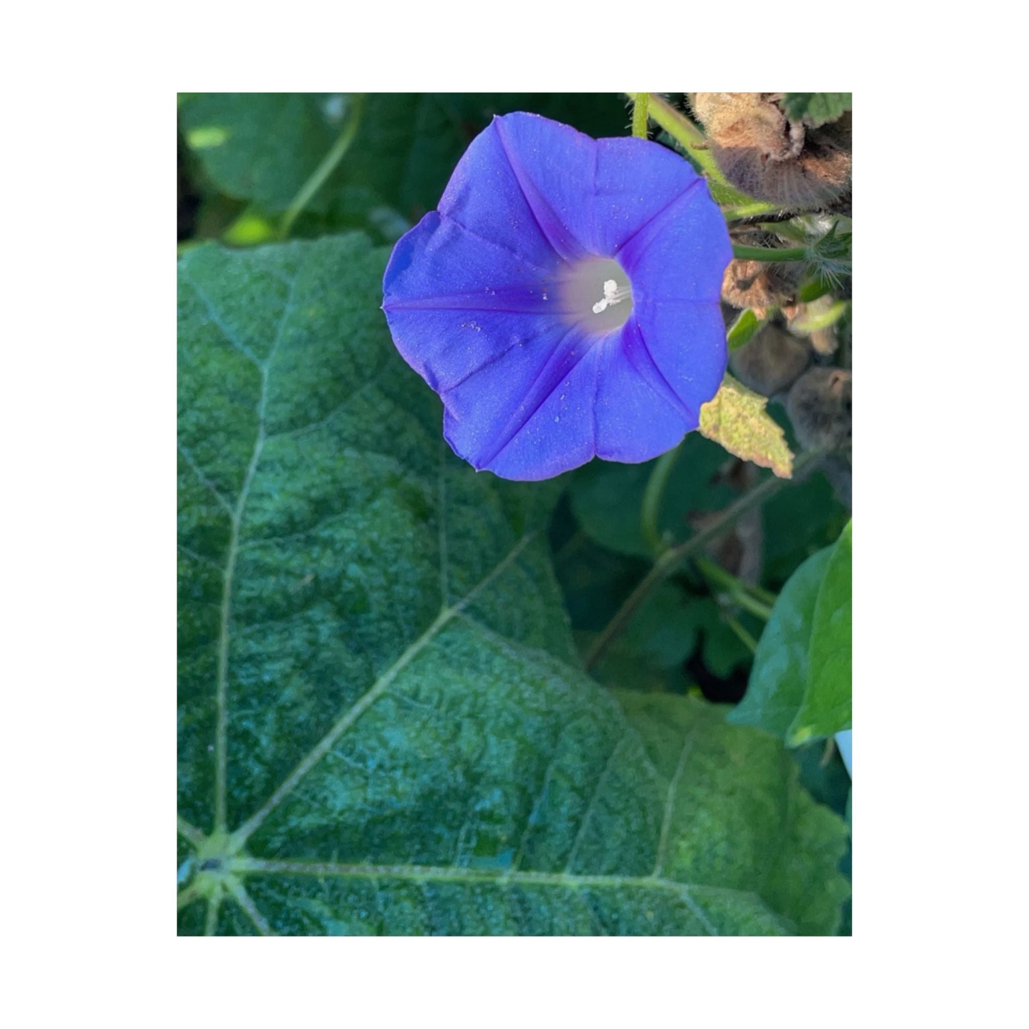 Morning Glory Floral Poster — Matte Vertical Botanical Wall Art