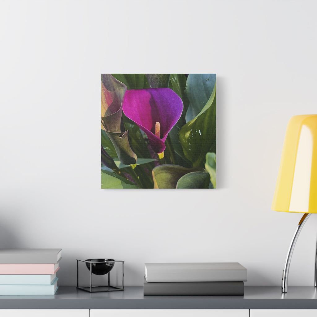Purple Calla Lily Canvas Print