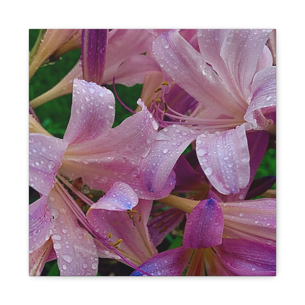 Rainy Pink Lilies Canvas Print