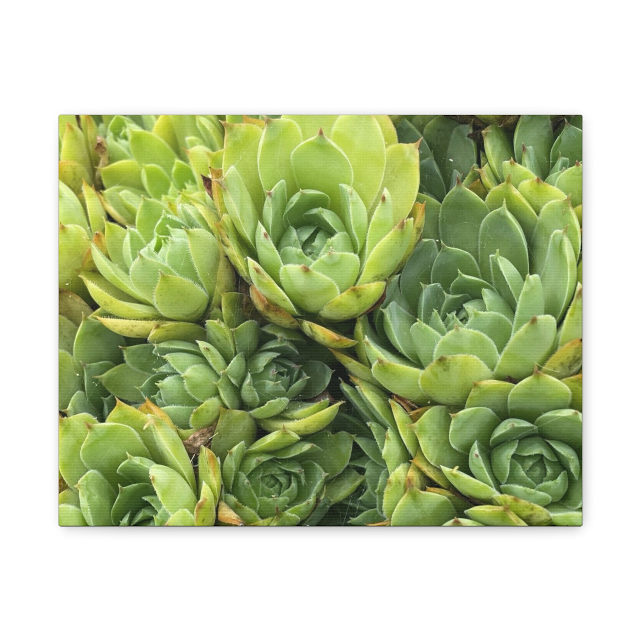 Succulent Wall Art Canvas – Green Succulent Garden Matte Stretched Print