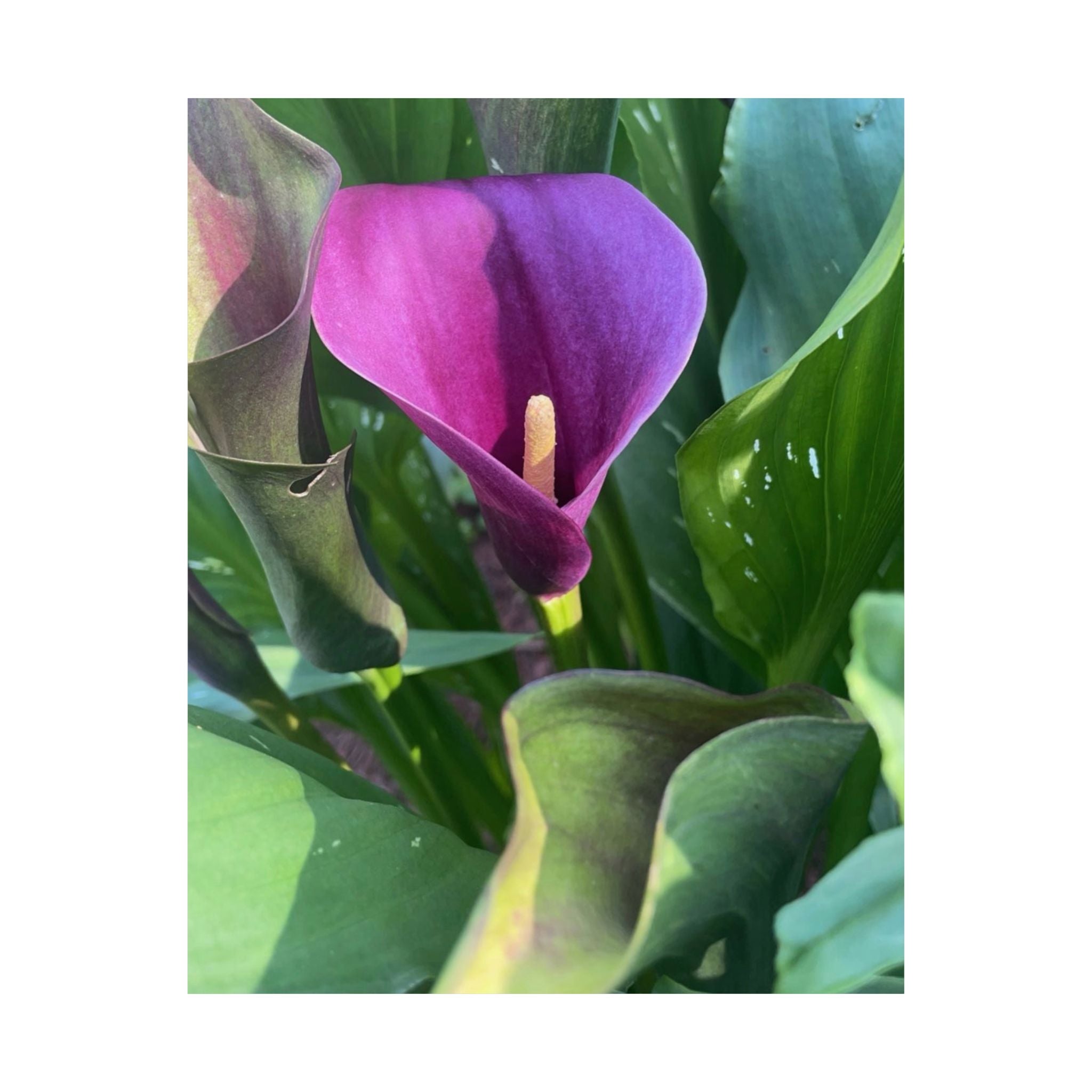 Purple Calla Lily Matte Poster — Botanical Wall Art Print