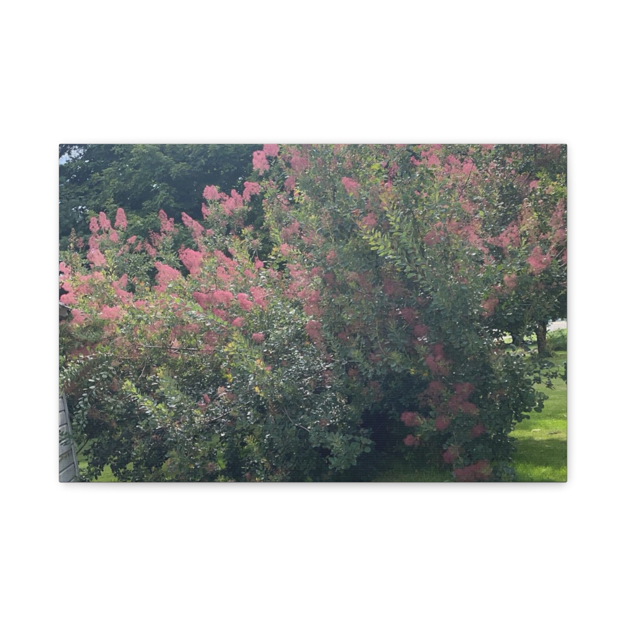 Smoke Bush Matte Canvas Print — Stretched 1.25" Wall Art