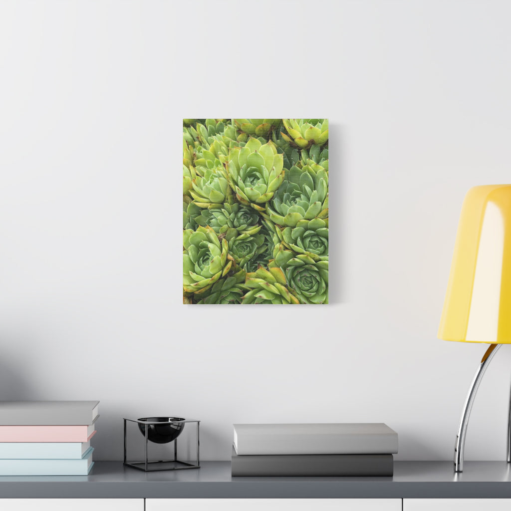 Succulent Wall Art Canvas – Green Succulent Garden Matte Stretched Print