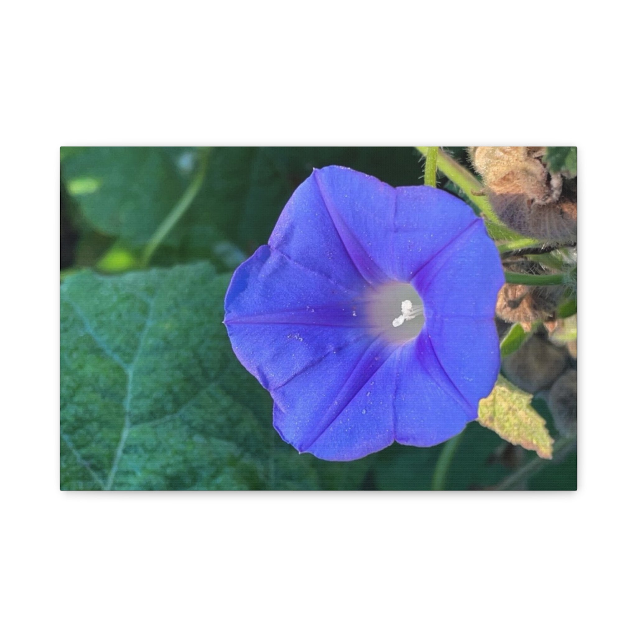 Morning Glory Canvas Wall Art — Vibrant Purple Flower Matte Stretched Canvas