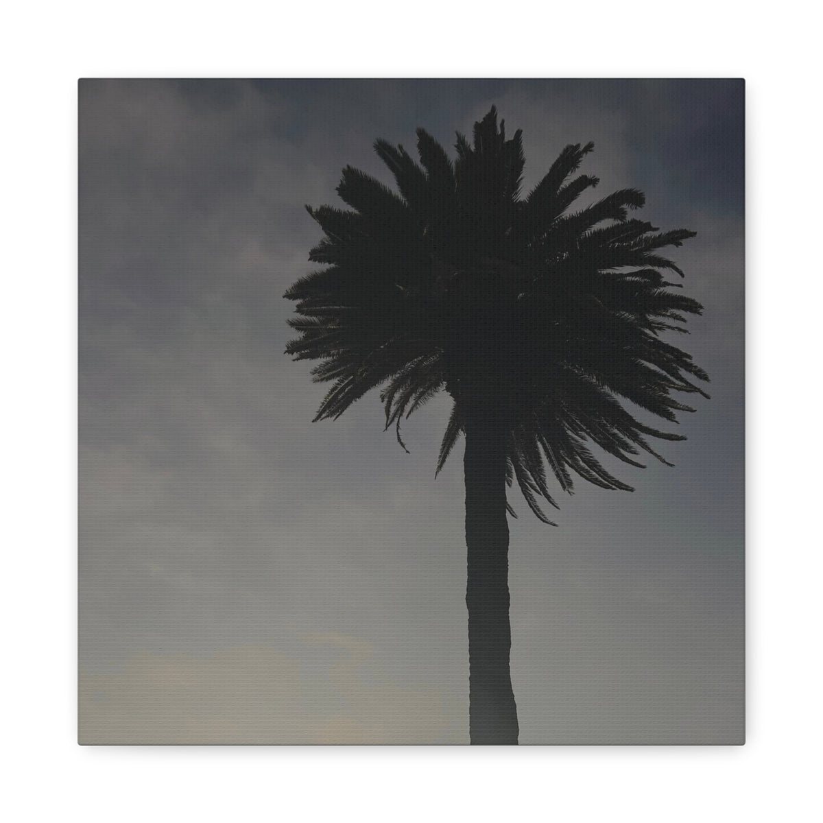 Palm Tree Canvas Print