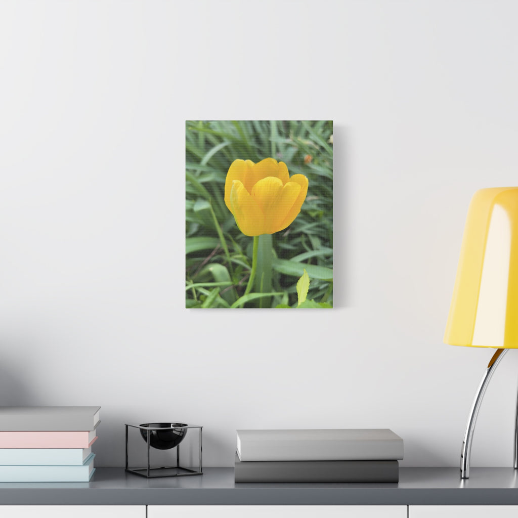 Yellow Tulip Canvas Print — Spring Floral Wall Art, Matte Stretched 1.25"