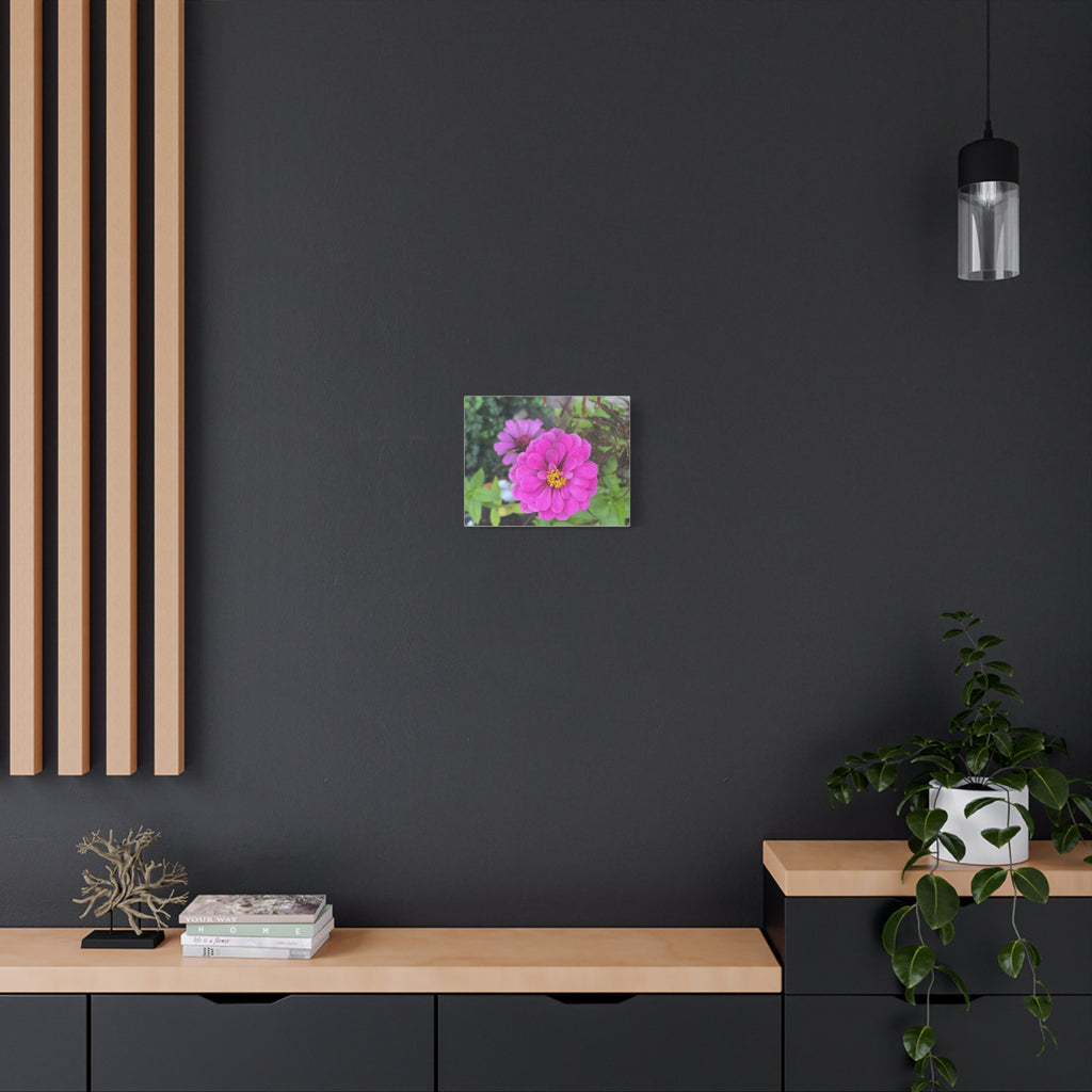 Pink Zinnia Floral Canvas Print — Matte Stretched Wall Art
