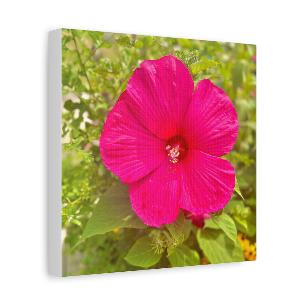 Hot Pink Hibiscus Canvas Print