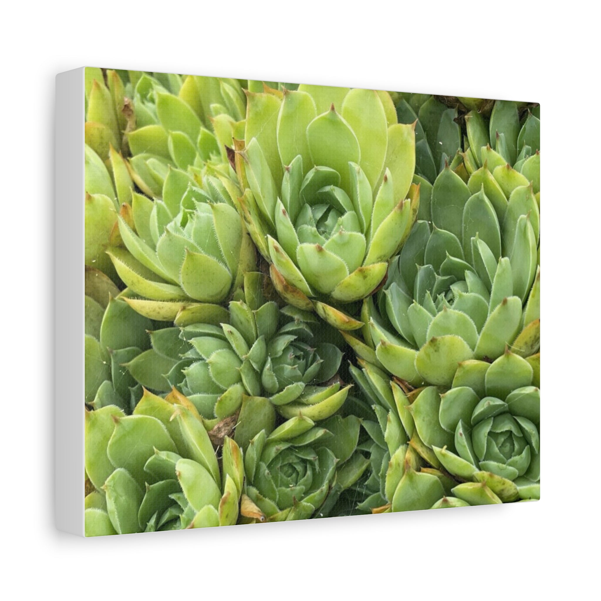 Succulent Wall Art Canvas – Green Succulent Garden Matte Stretched Print