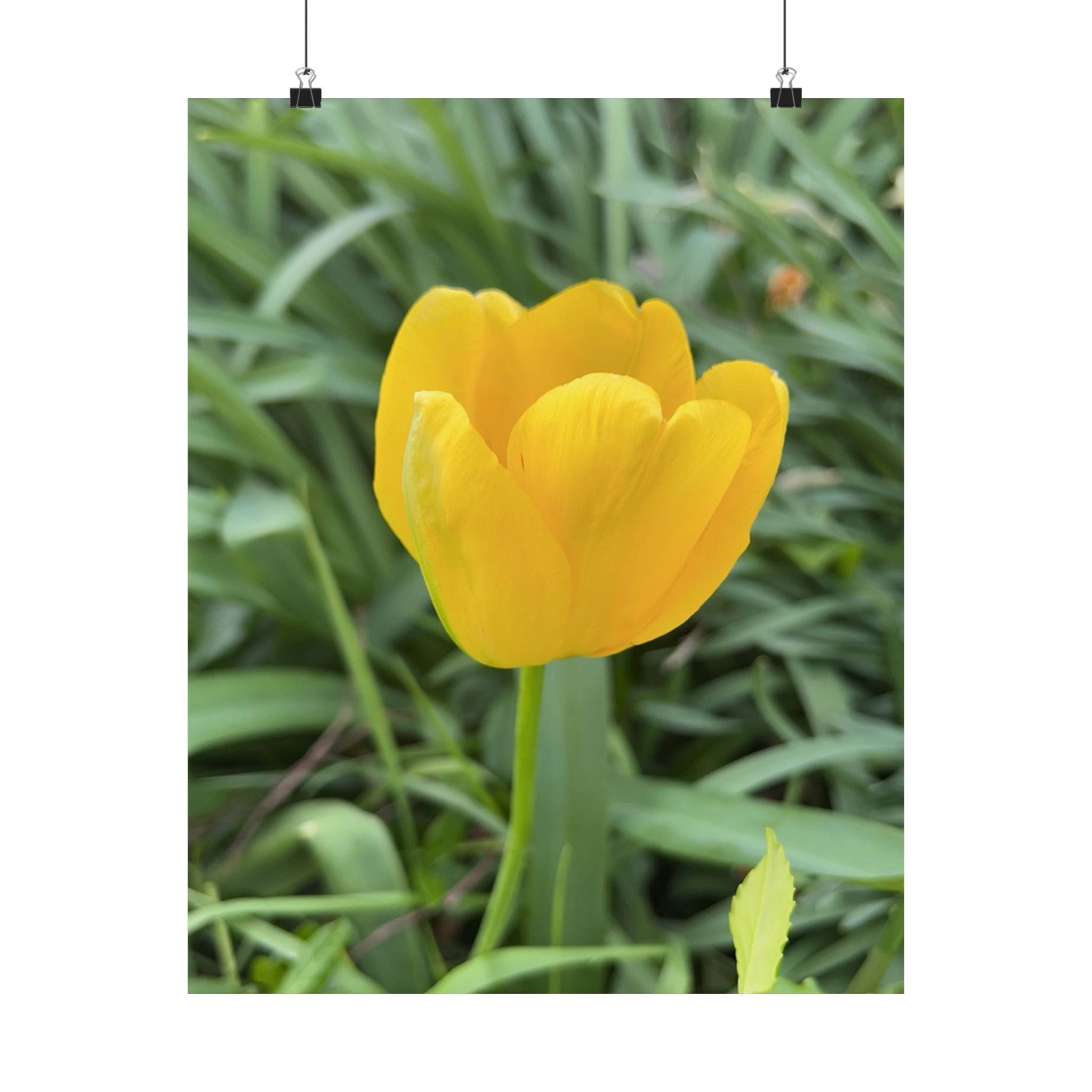 Yellow Tulip Matte Poster — Vertical Floral Wall Art