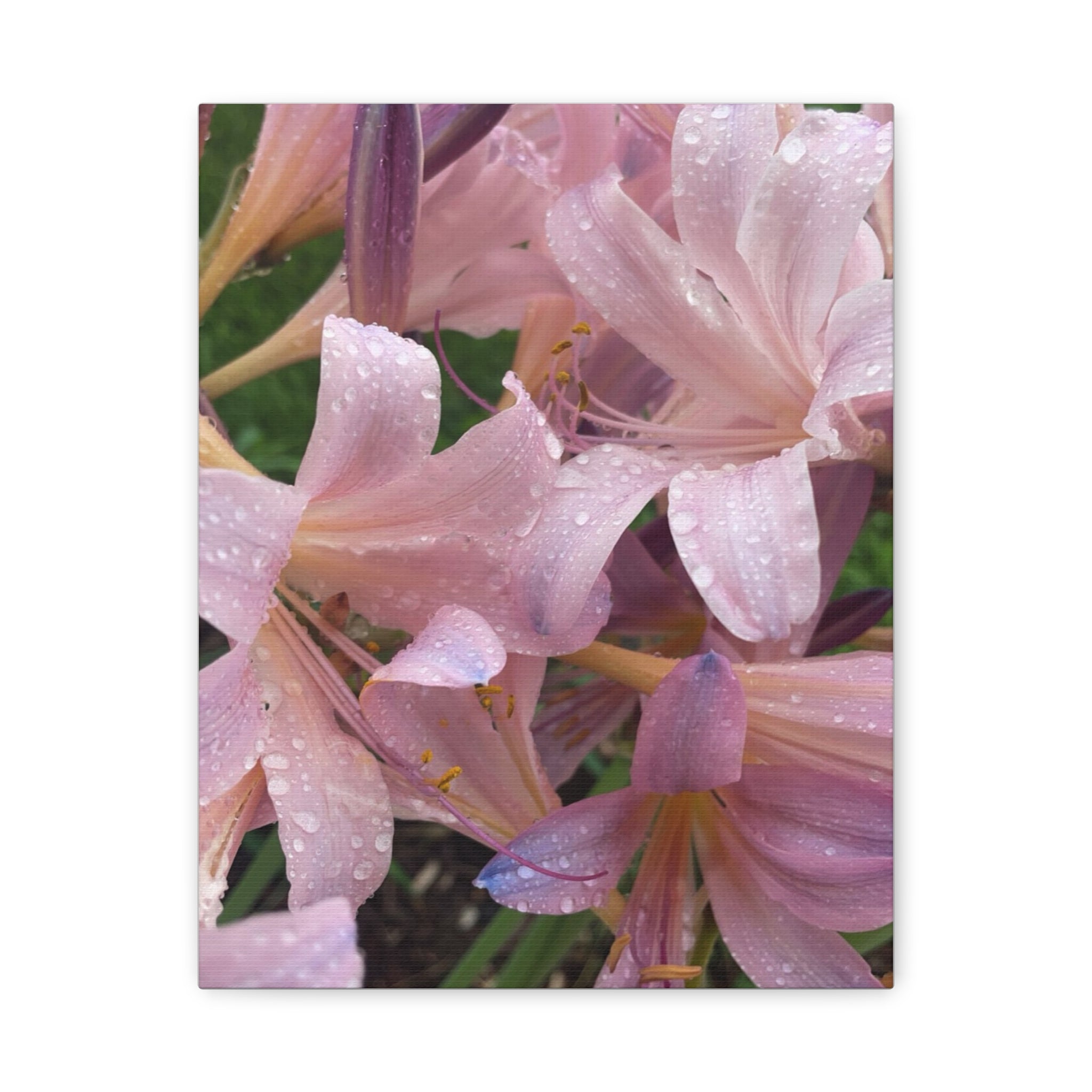 Pink Rain Lily Canvas Print — Matte Stretched Wall Art