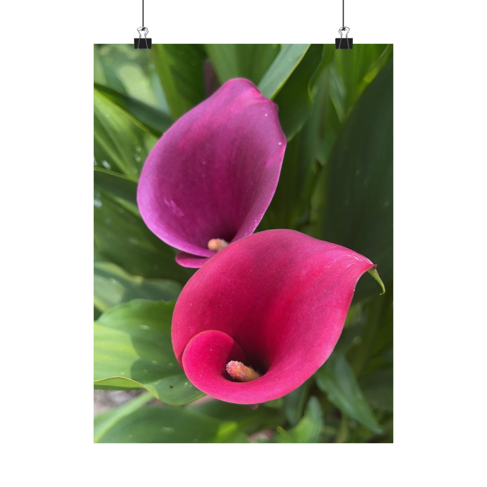 Pink Calla Lily Matte Poster — Floral Vertical Wall Art for Home & Office
