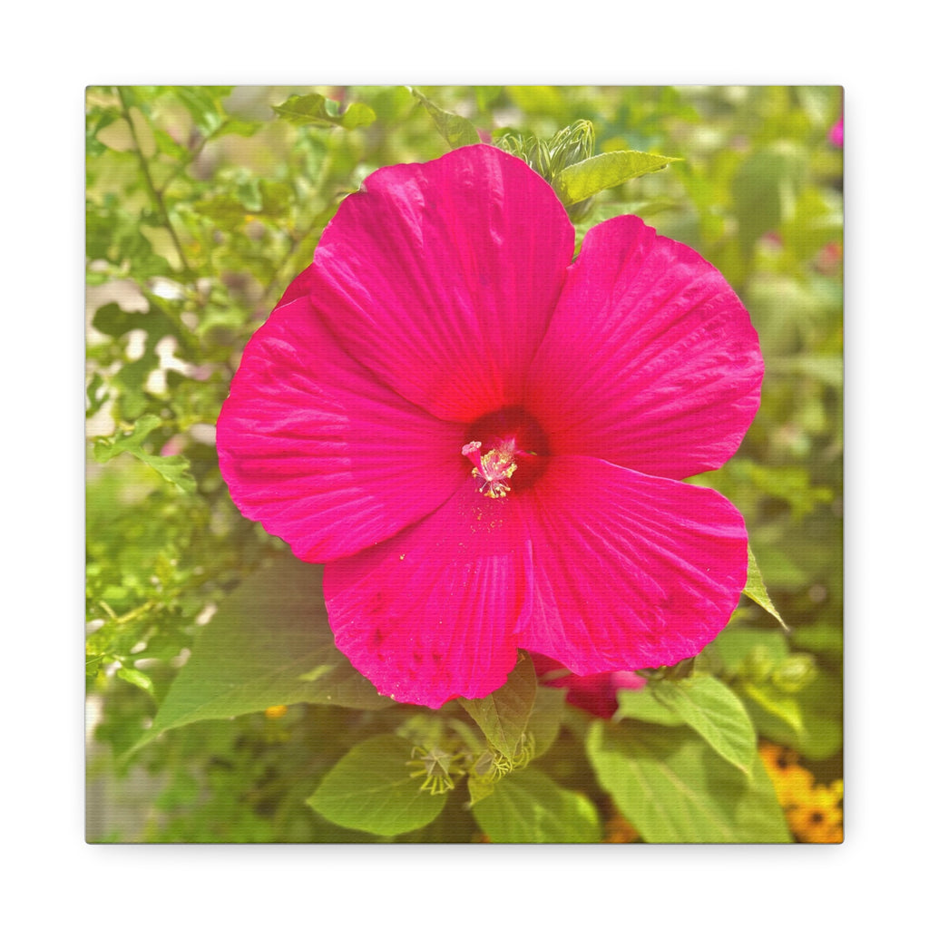 Hot Pink Hibiscus Canvas Print