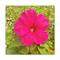 Hot Pink Hibiscus Canvas Print