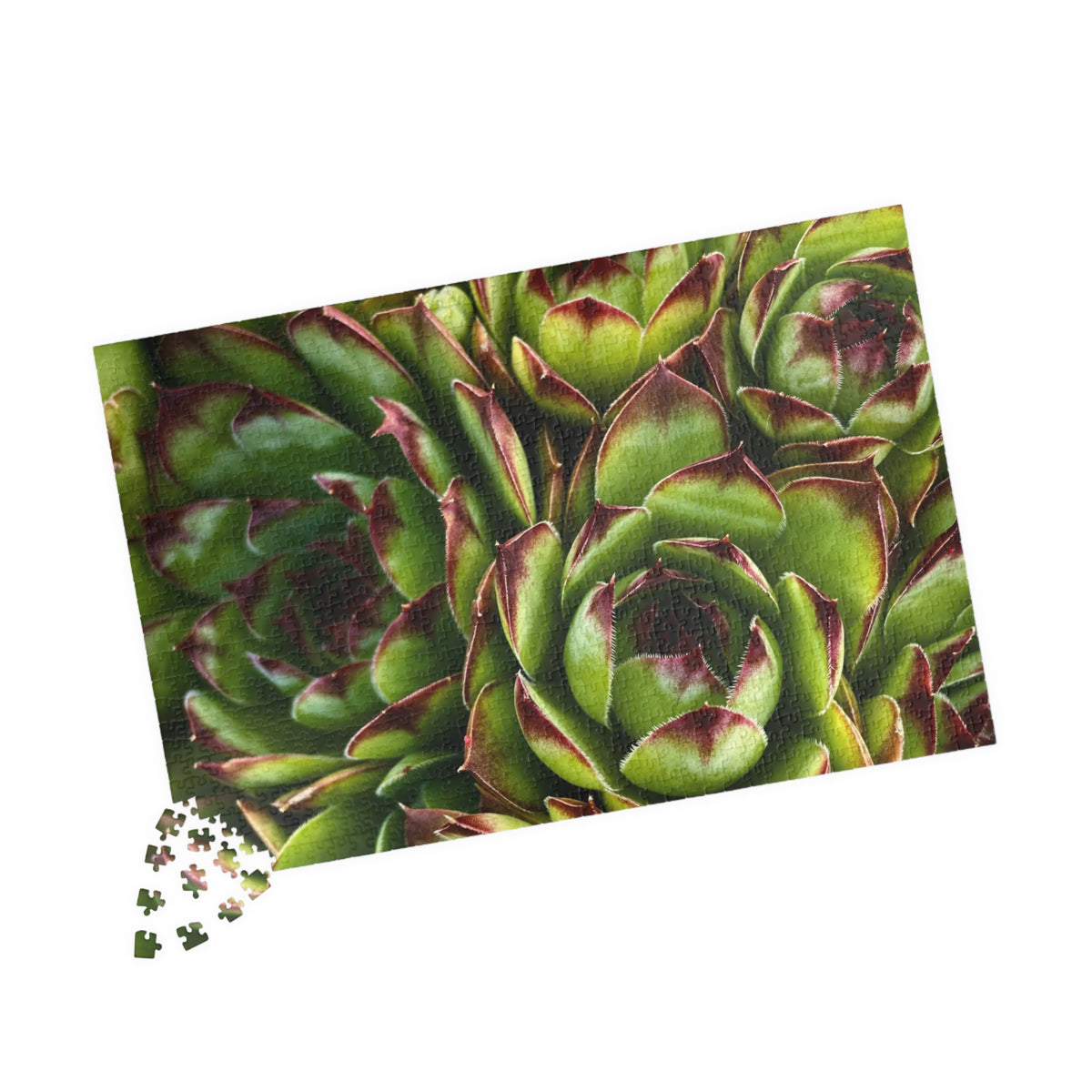 Succulent Garden Jigsaw Puzzle